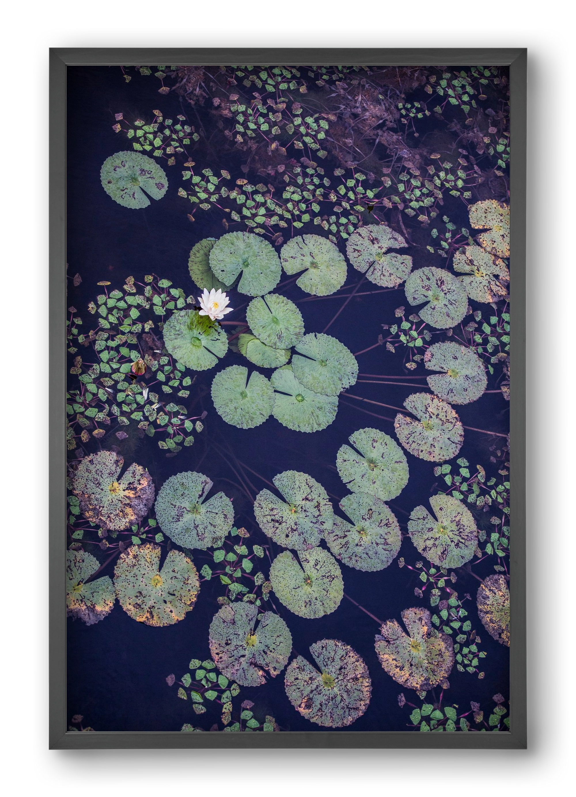 Okovango, 40x60 cm (40x60 cm), Fekete keret