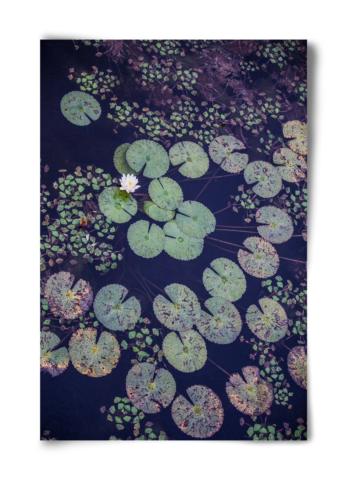 Okovango, 40x60 cm, Keret nélkül