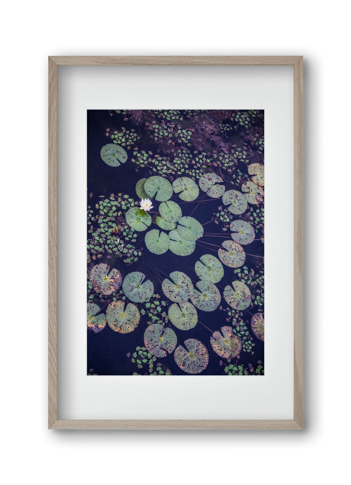 Okovango, 30x45 cm (20x30 cm), Tölgy keret, paszpartuval