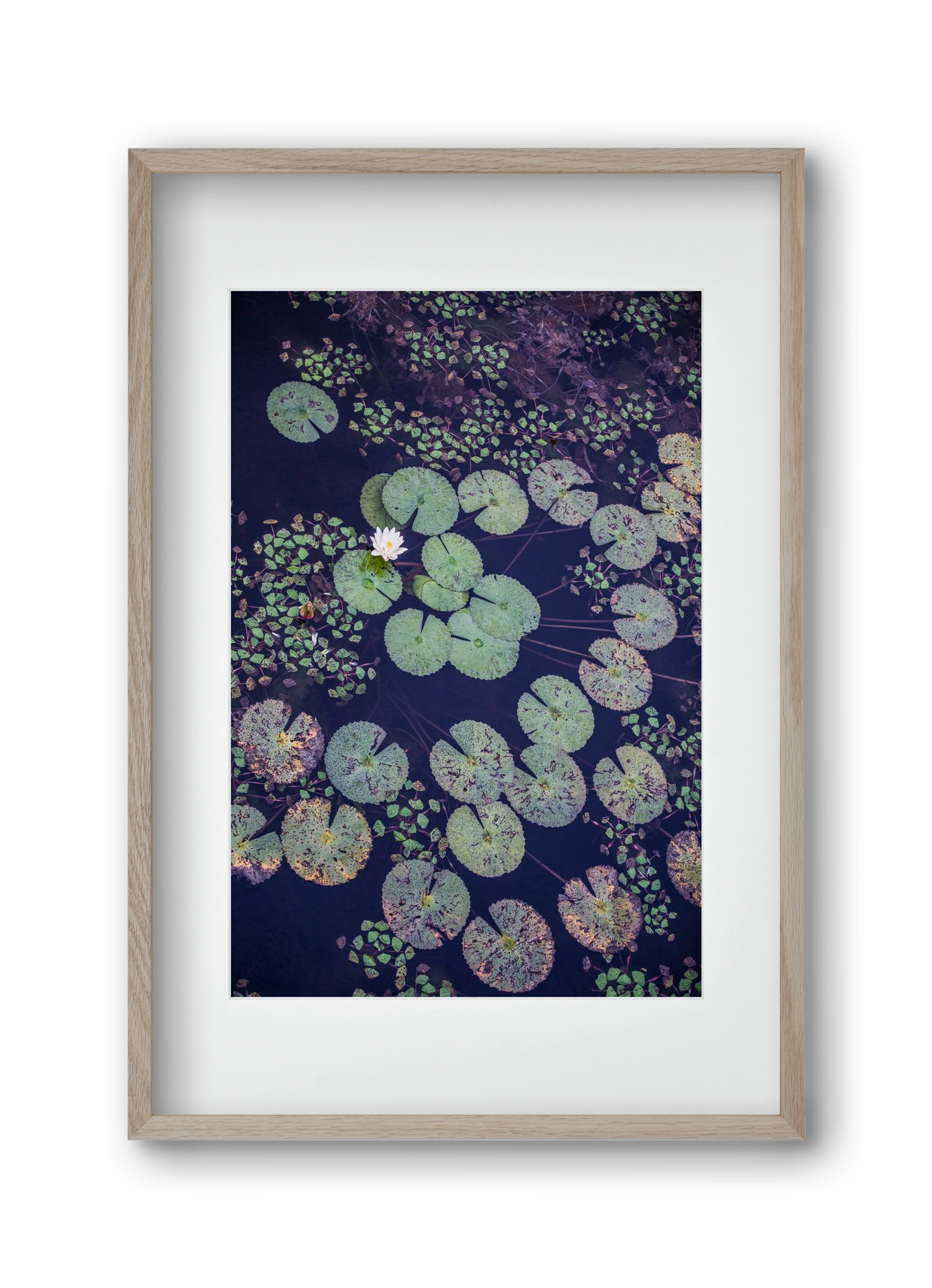 Okovango, 30x45 cm (20x30 cm), Tölgy keret, paszpartuval