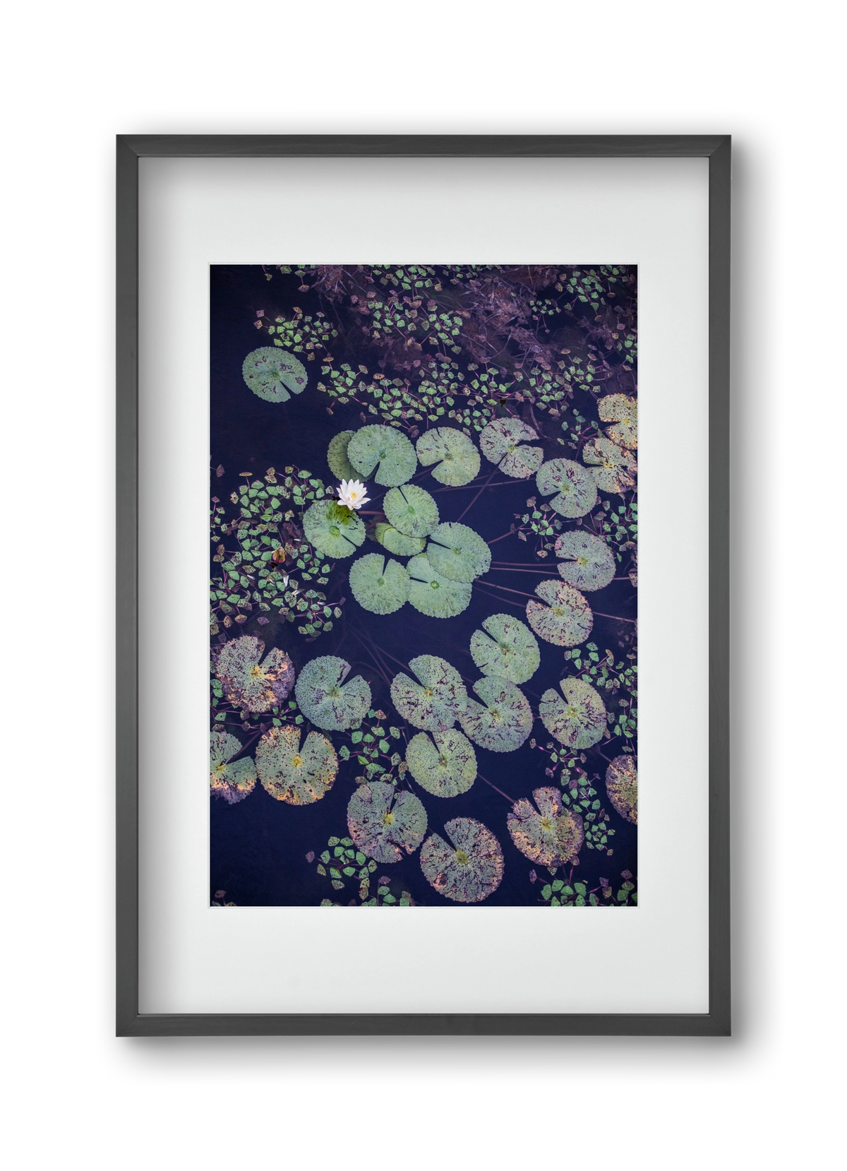 Okovango, 30x45 cm (20x30 cm), Fekete keret, paszpartuval