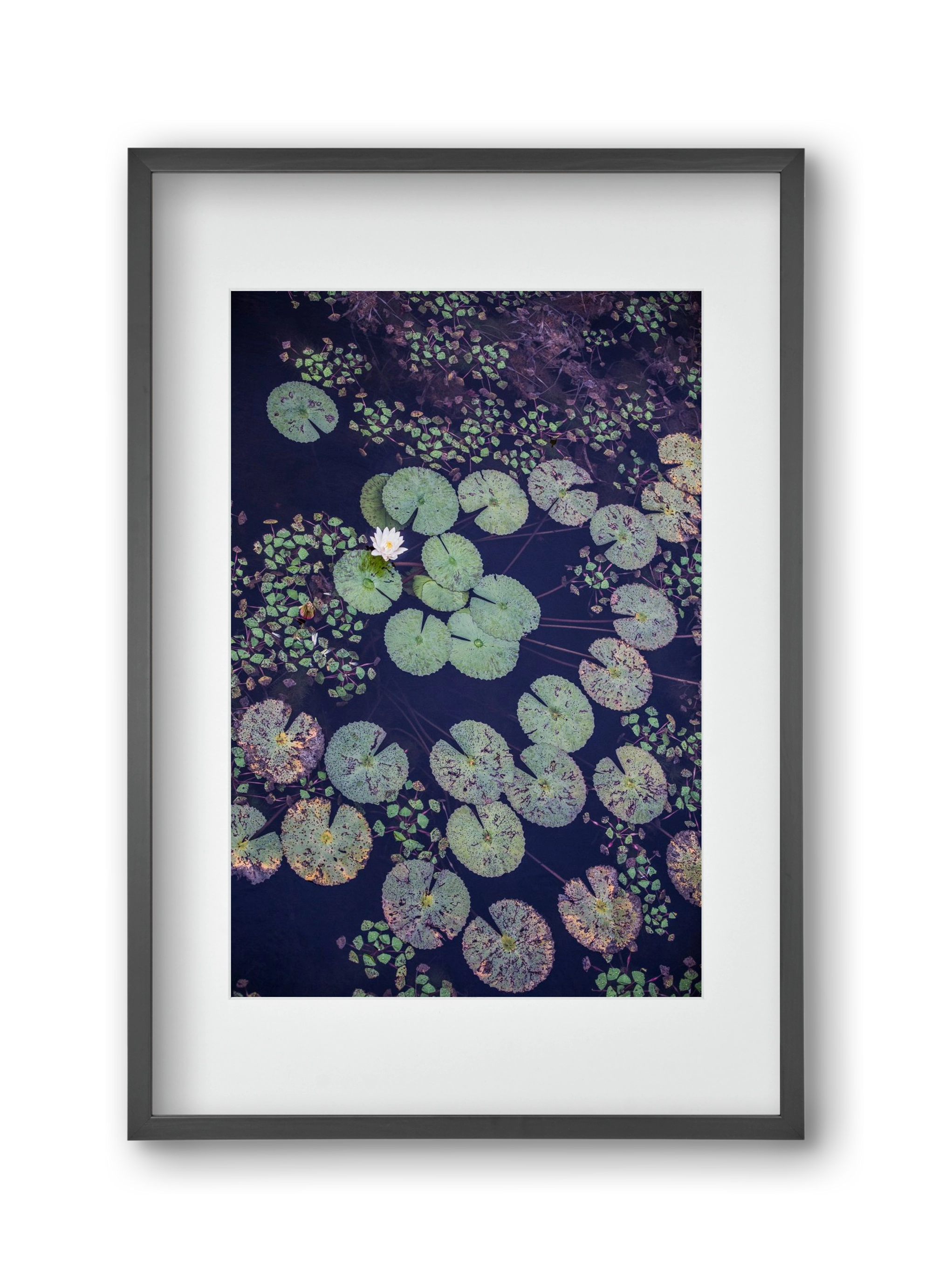 Okovango, 30x45 cm (20x30 cm), Fekete keret, paszpartuval