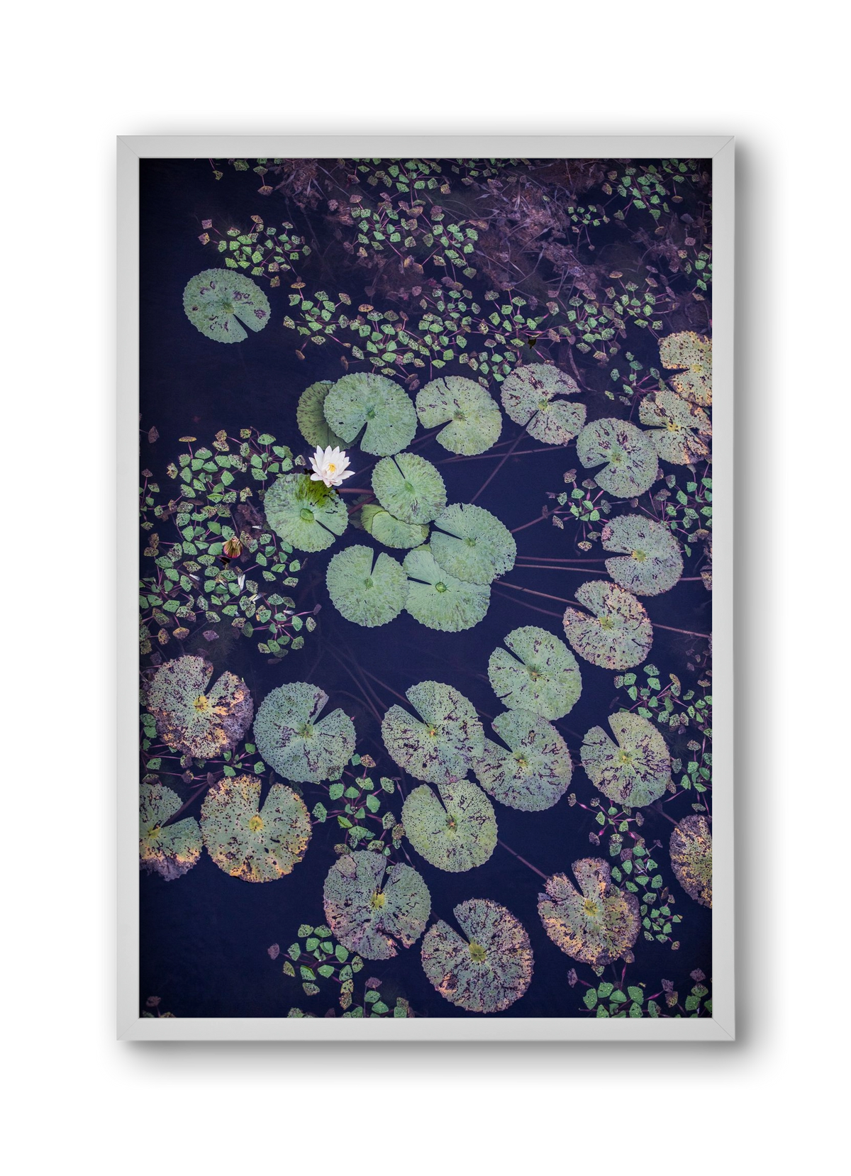 Okovango, 30x45 cm (30x45 cm), Fehér keret