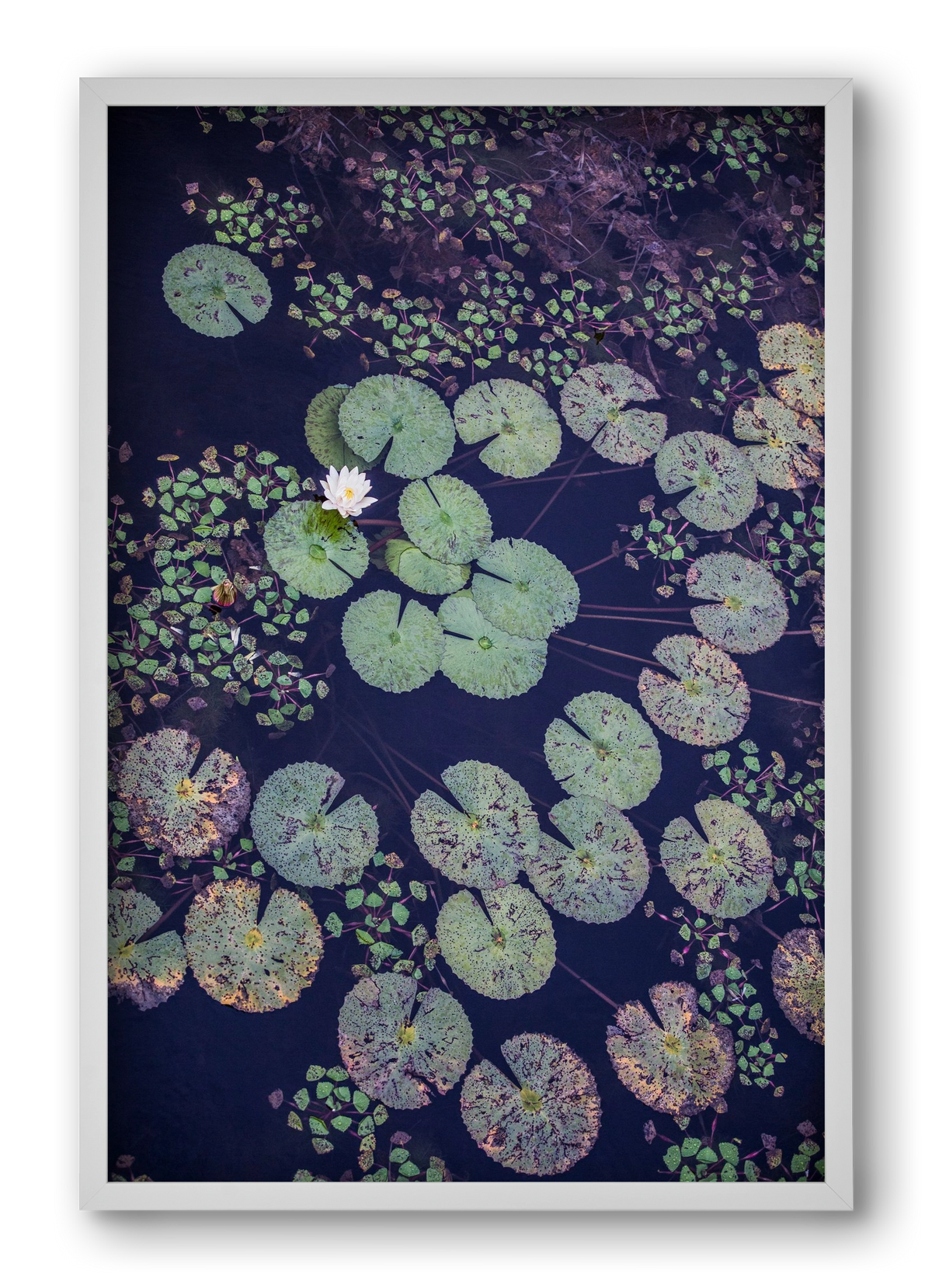 Okovango, 40x60 cm (40x60 cm), Fehér keret