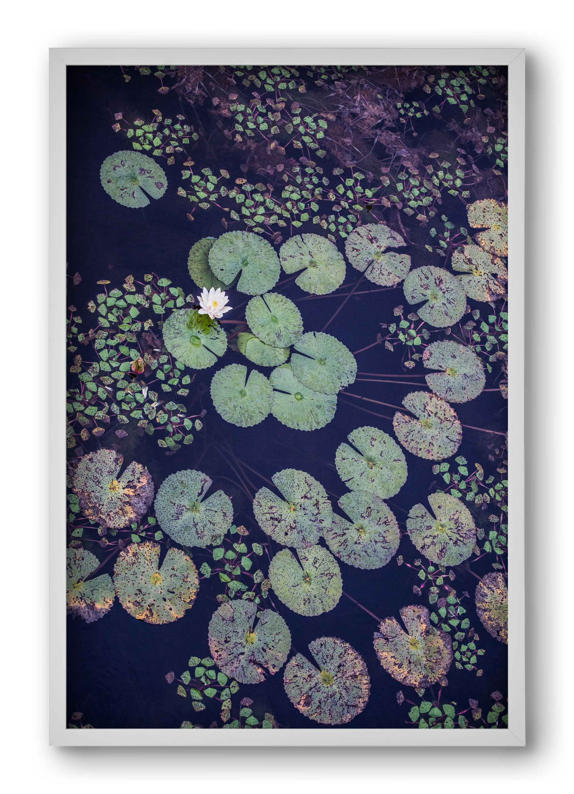 Okovango, 40x60 cm (40x60 cm), Fehér keret