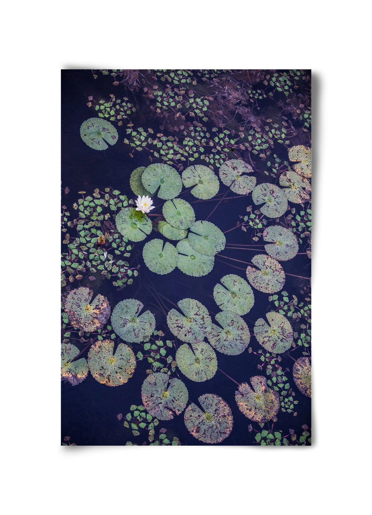 Okovango, 30x45 cm, Keret nélkül