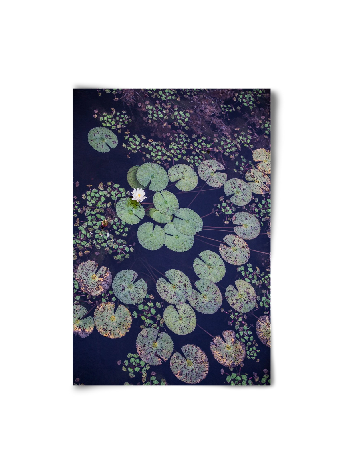 Okovango, 20x30 cm, Keret nélkül