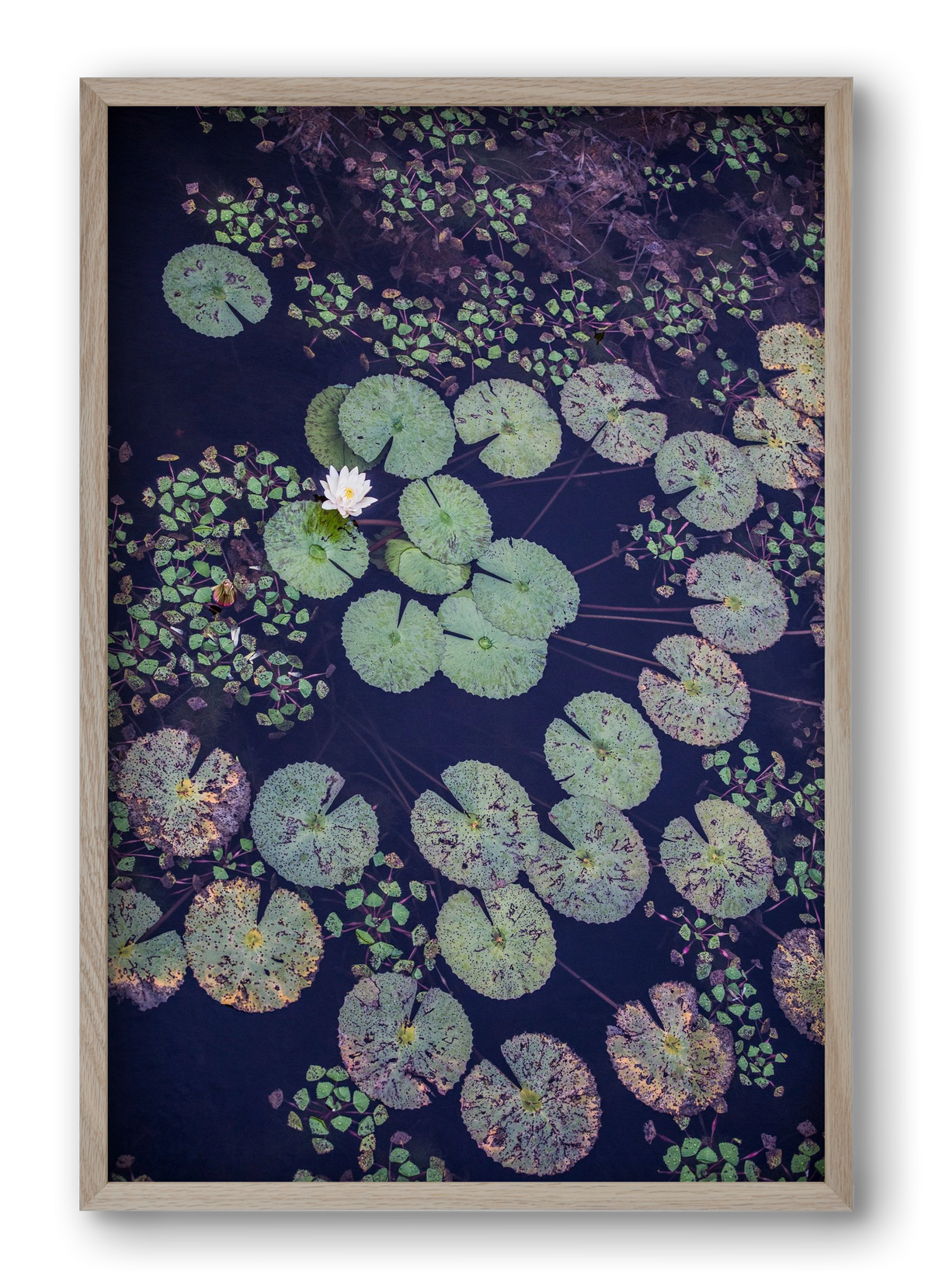 Okovango, 40x60 cm (40x60 cm), Tölgy keret