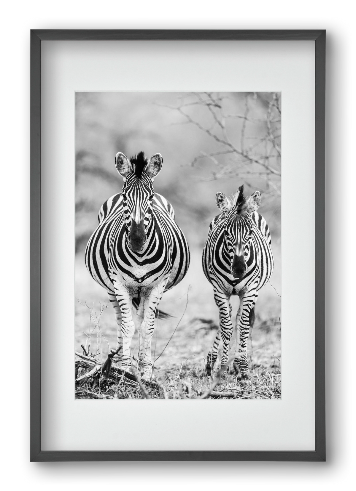 Striped horse, 40x60 cm (30x45 cm), Fekete keret, paszpartuval