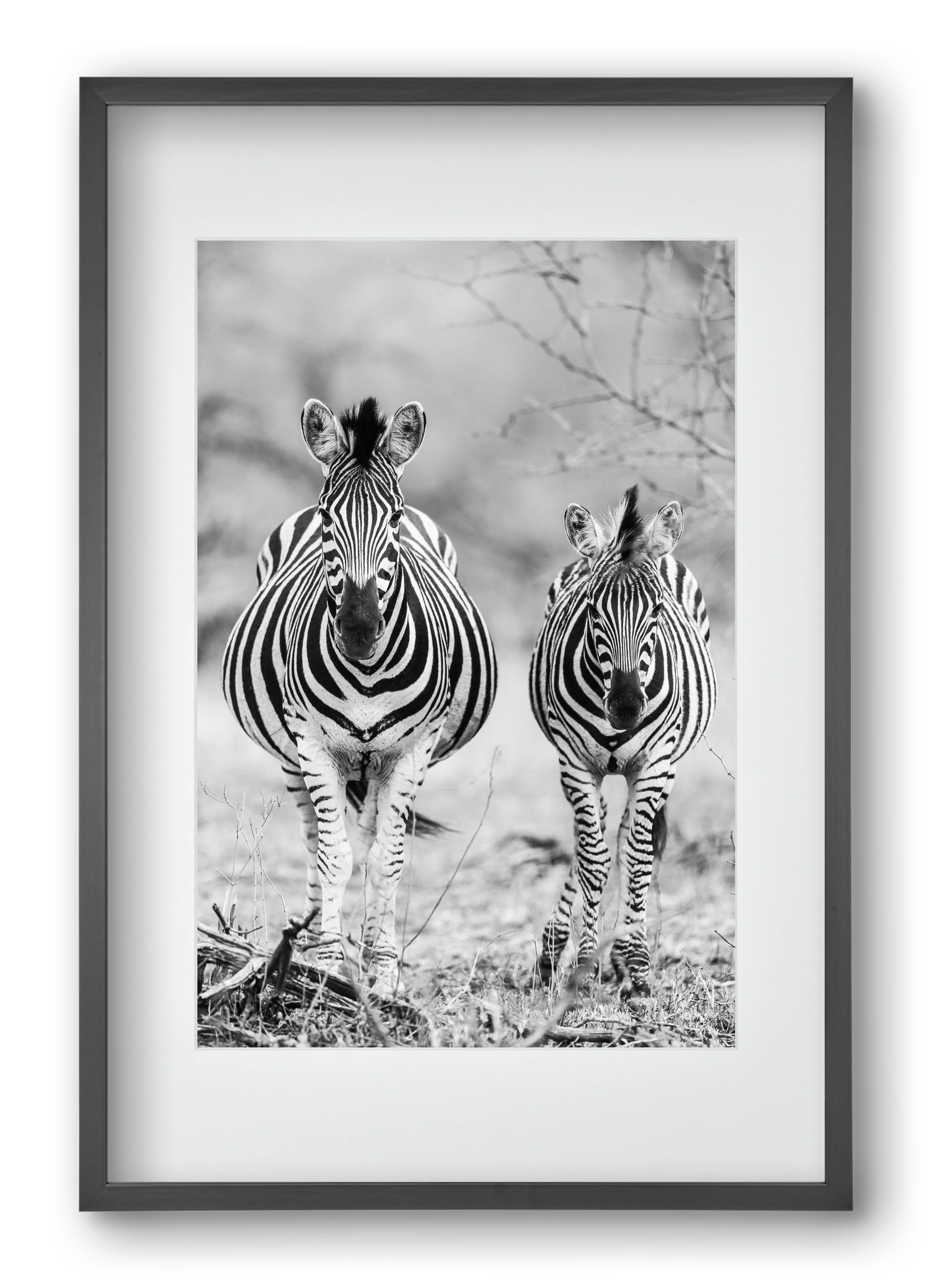 Striped horse, 40x60 cm (30x45 cm), Fekete keret, paszpartuval