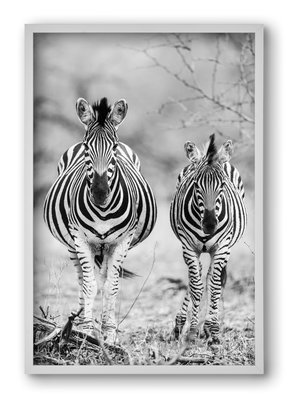 Striped horse, 40x60 cm (40x60 cm), Fehér keret