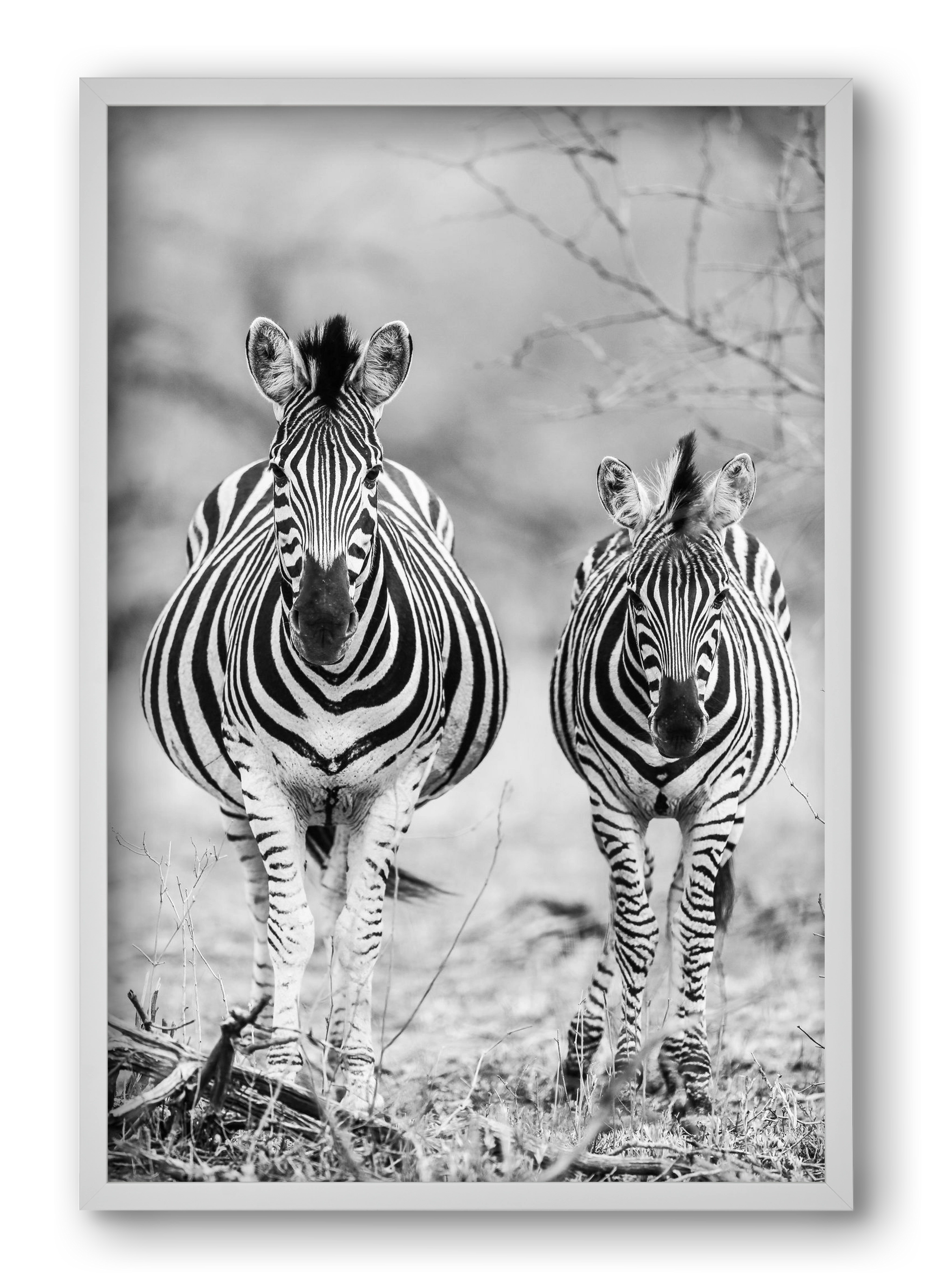 Striped horse, 40x60 cm (40x60 cm), Fehér keret