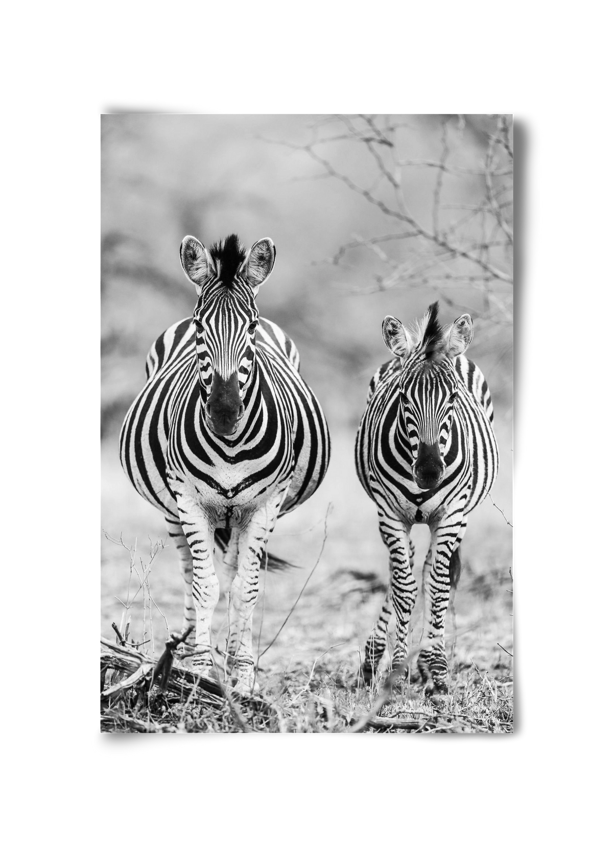 Striped horse, 30x45 cm, Keret nélkül