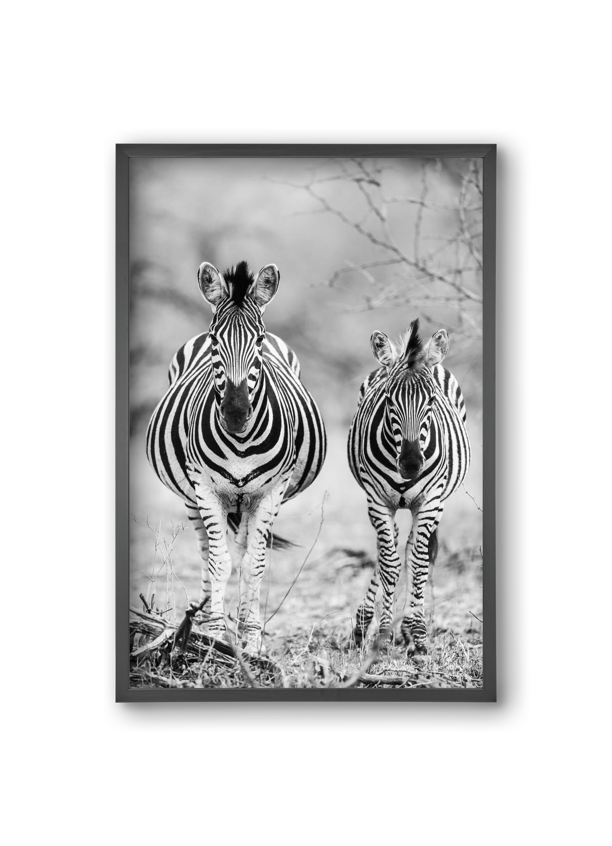 Striped horse, 20x30 cm (20x30 cm), Fekete keret