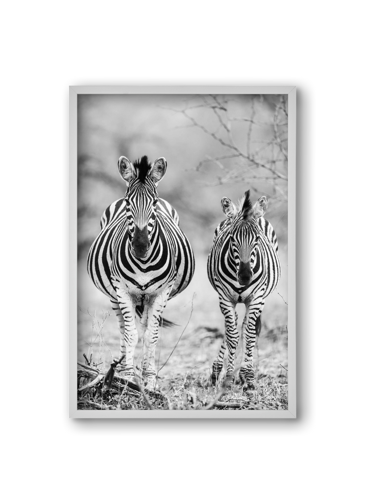 Striped horse, 20x30 cm (20x30 cm), Fehér keret