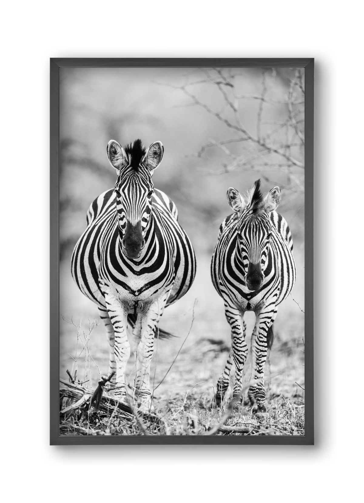 Striped horse, 30x45 cm (30x45 cm), Fekete keret