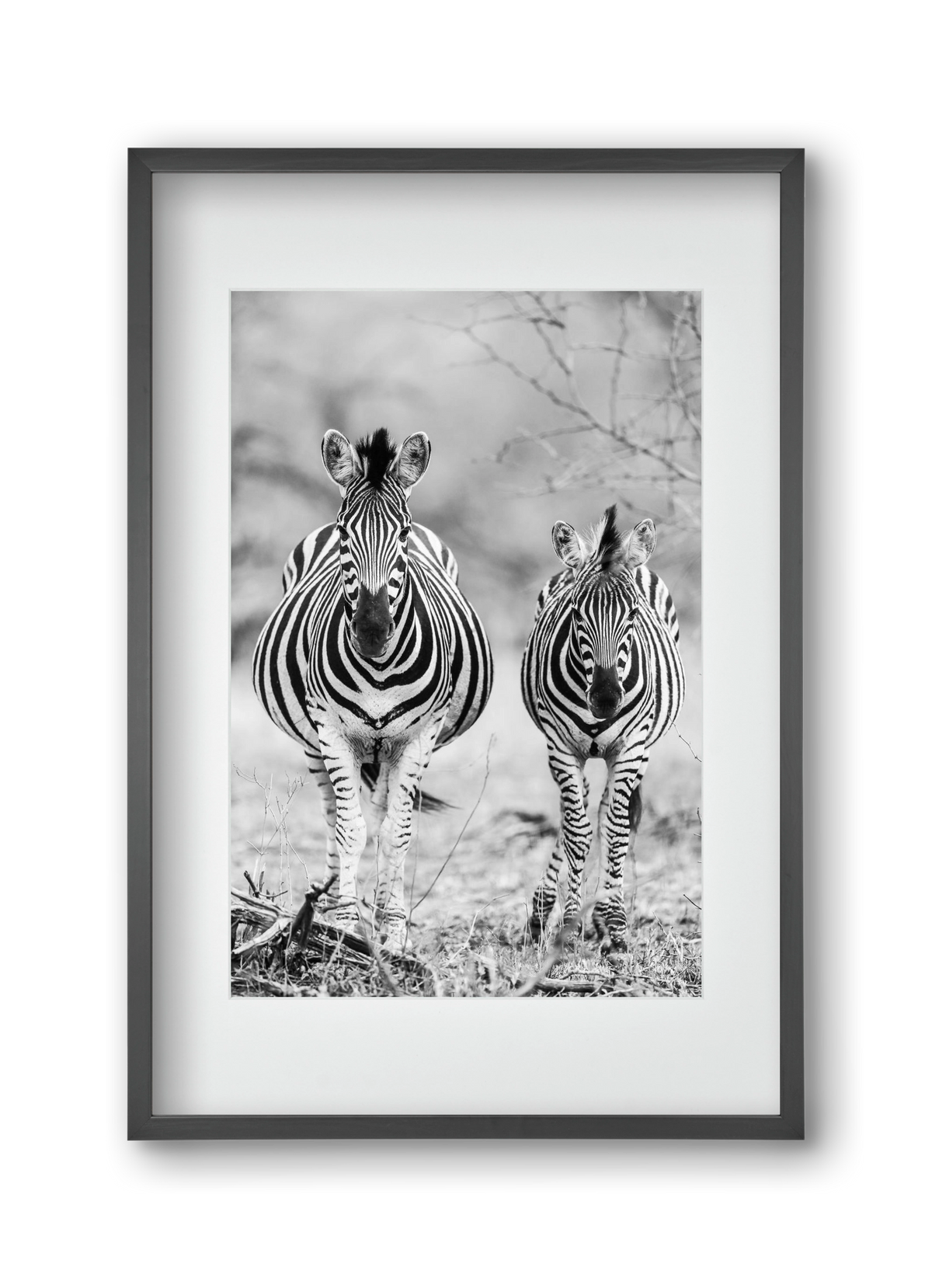 Striped horse, 30x45 cm (20x30 cm), Fekete keret, paszpartuval