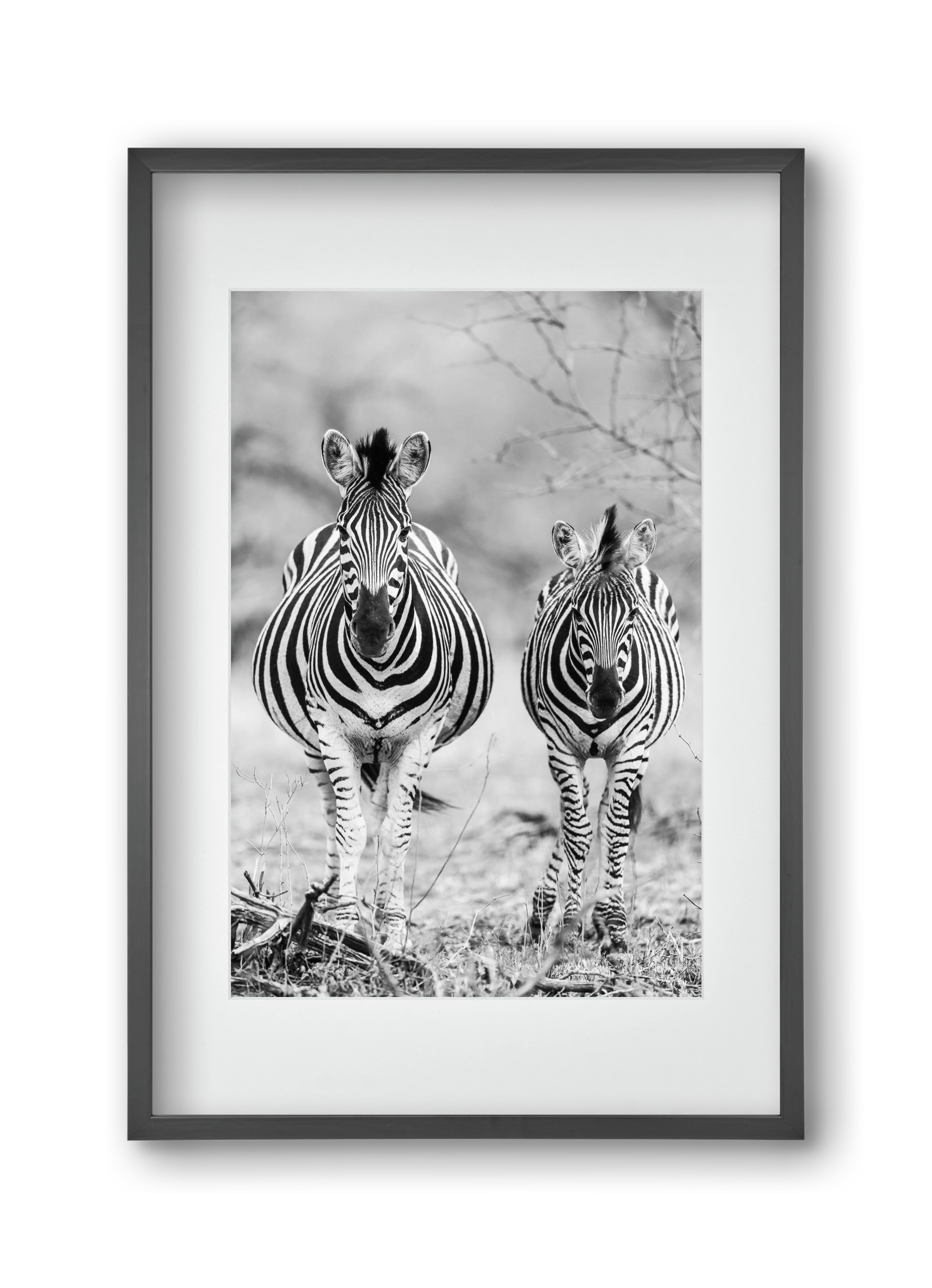 Striped horse, 30x45 cm (20x30 cm), Fekete keret, paszpartuval