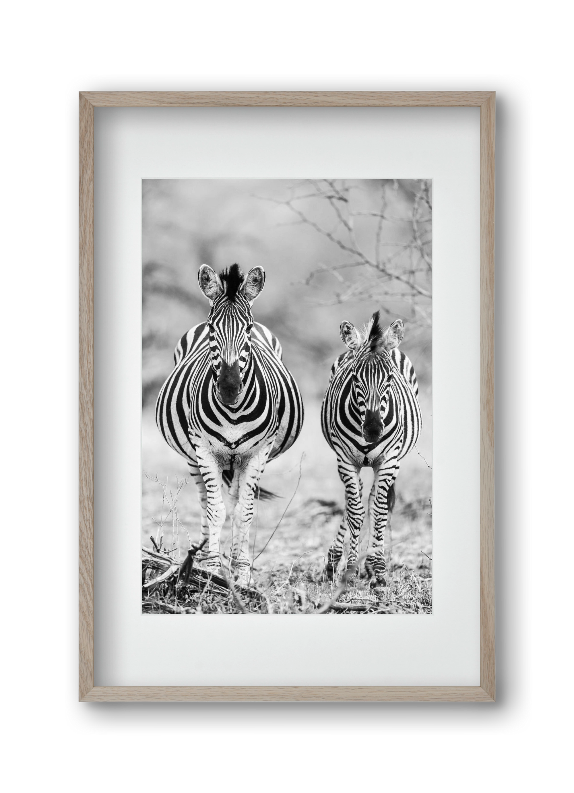 Striped horse, 30x45 cm (20x30 cm), Tölgy keret, paszpartuval