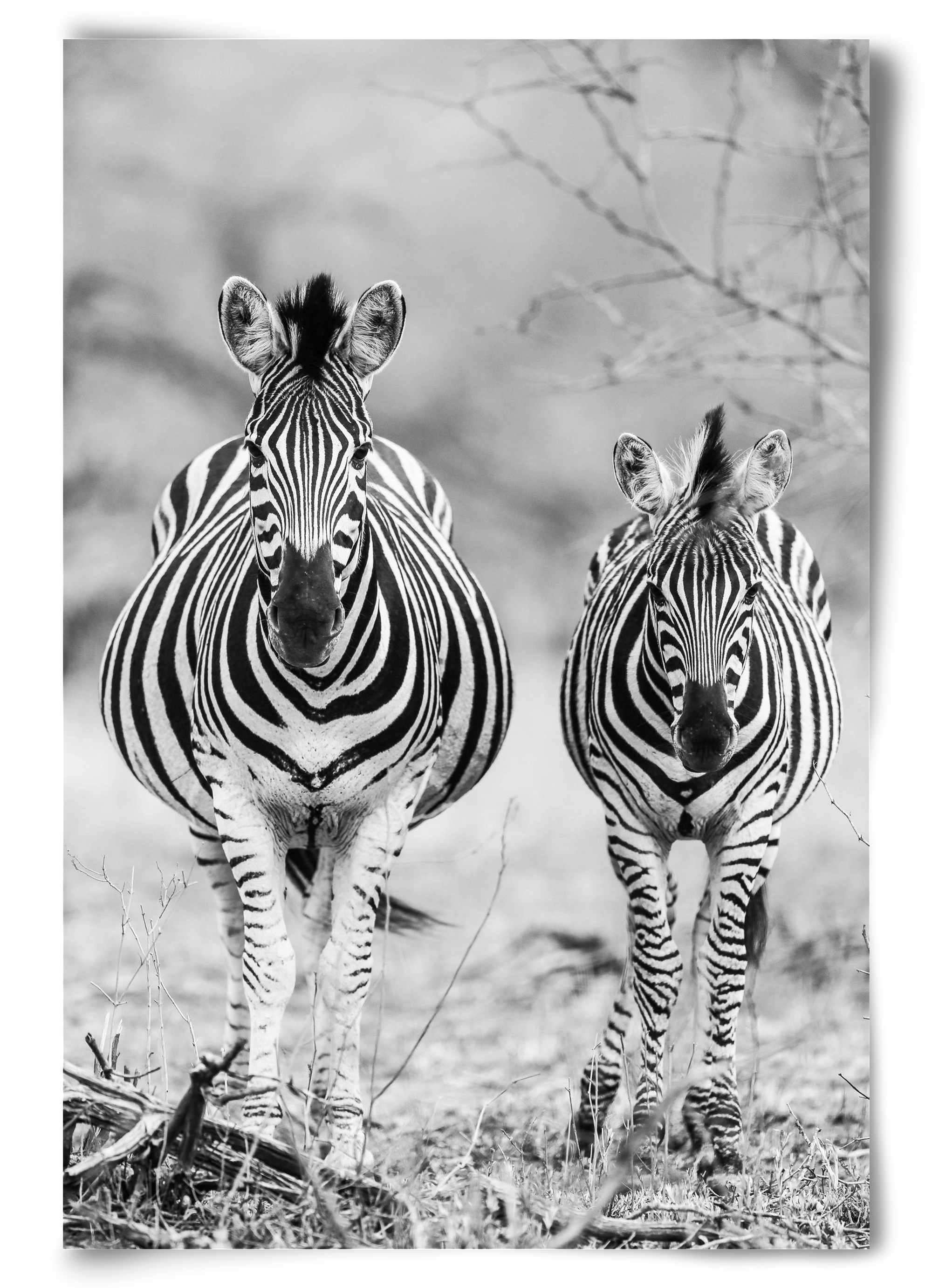 Striped horse, 60x90 cm, Keret nélkül