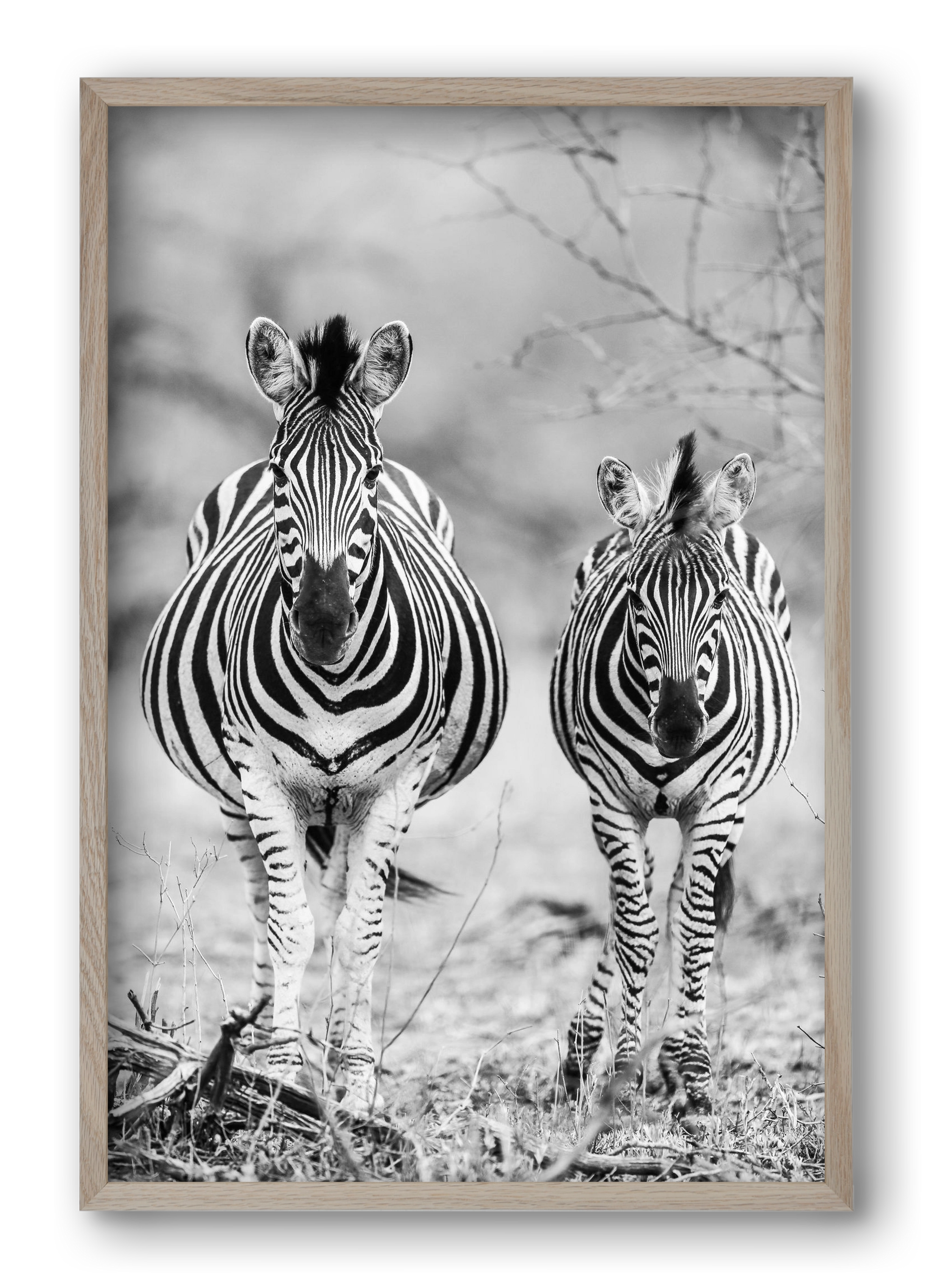 Striped horse, 40x60 cm (40x60 cm), Tölgy keret