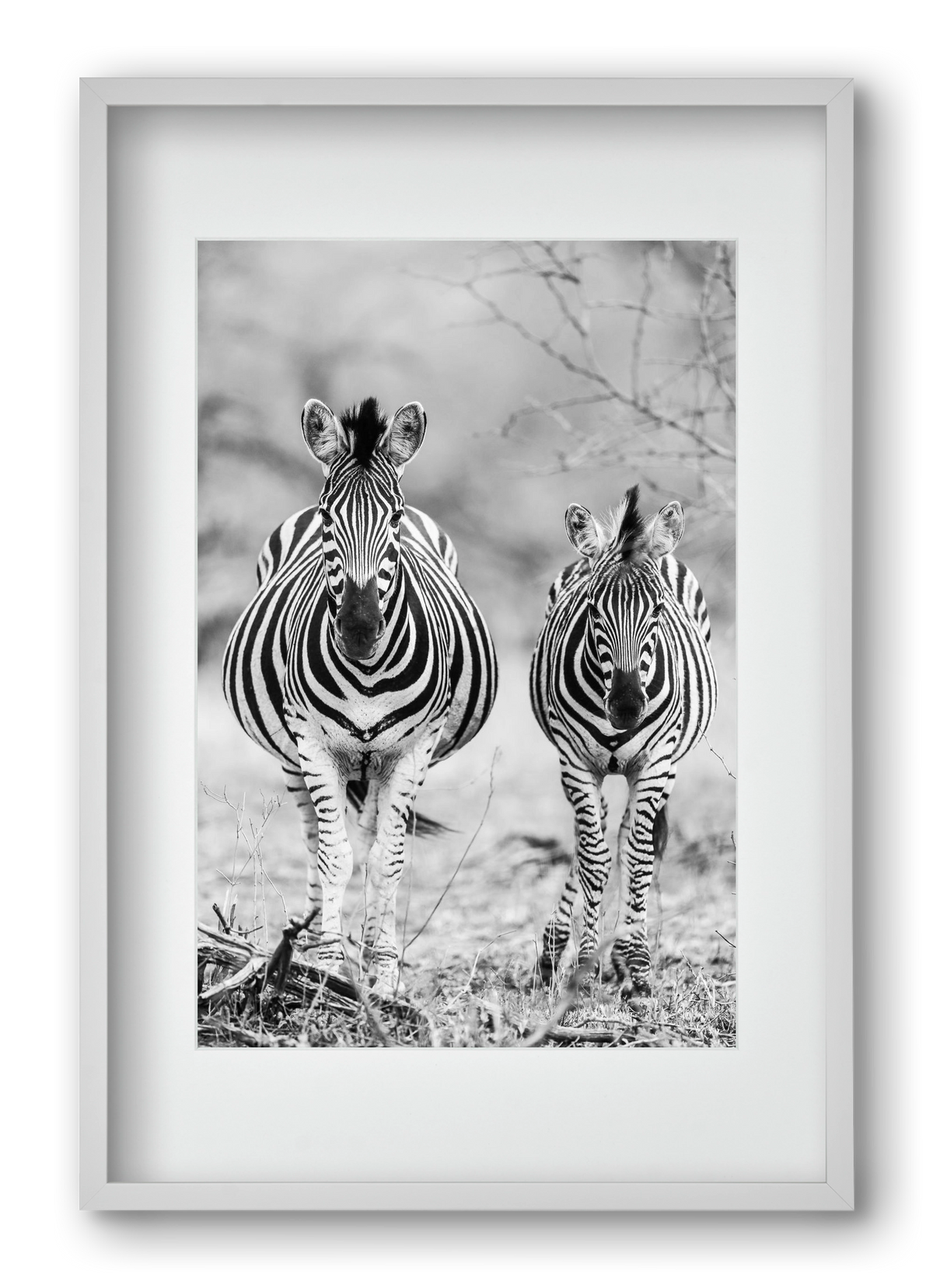 Striped horse, 40x60 cm (30x45 cm), Fehér keret, paszpartuval