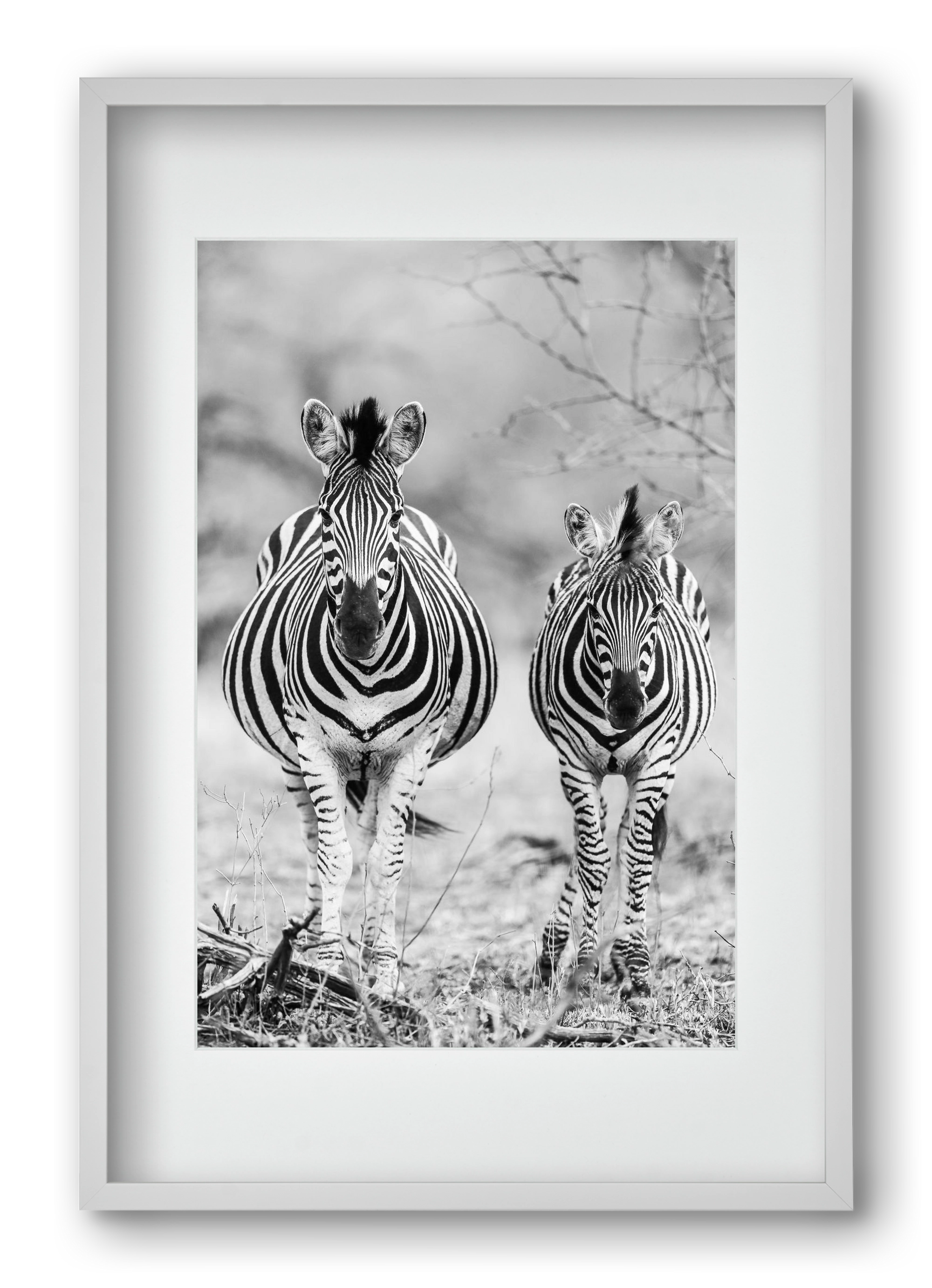 Striped horse, 40x60 cm (30x45 cm), Fehér keret, paszpartuval