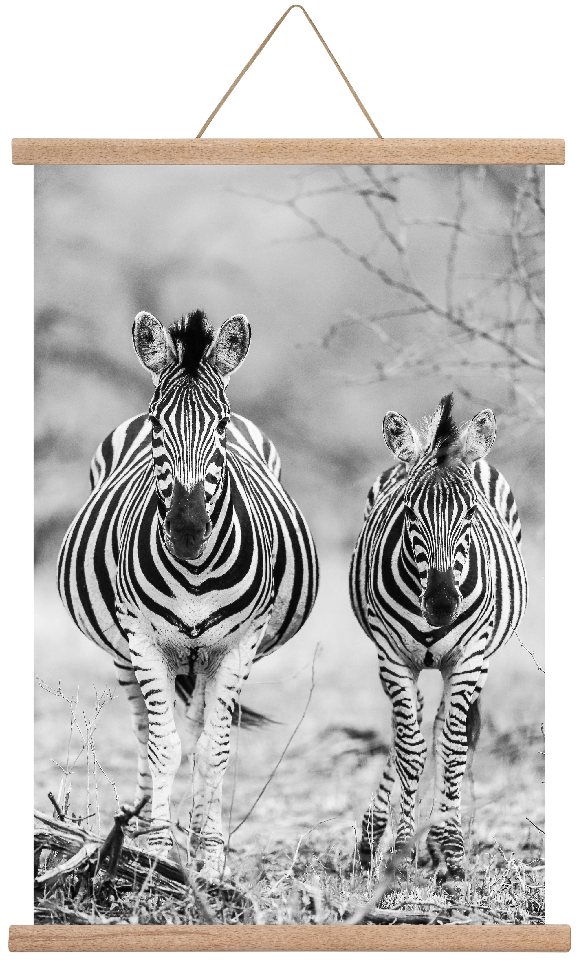 Striped horse, 40x60 cm (40x60 cm), Tölgy akasztó