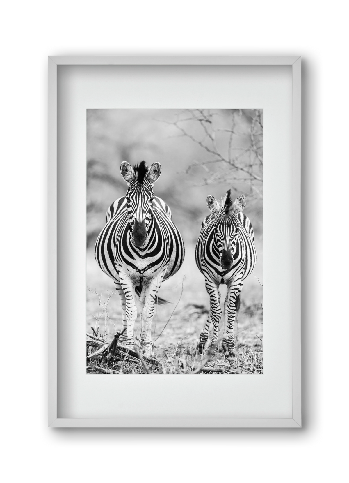 Striped horse, 30x45 cm (20x30 cm), Fehér keret, paszpartuval