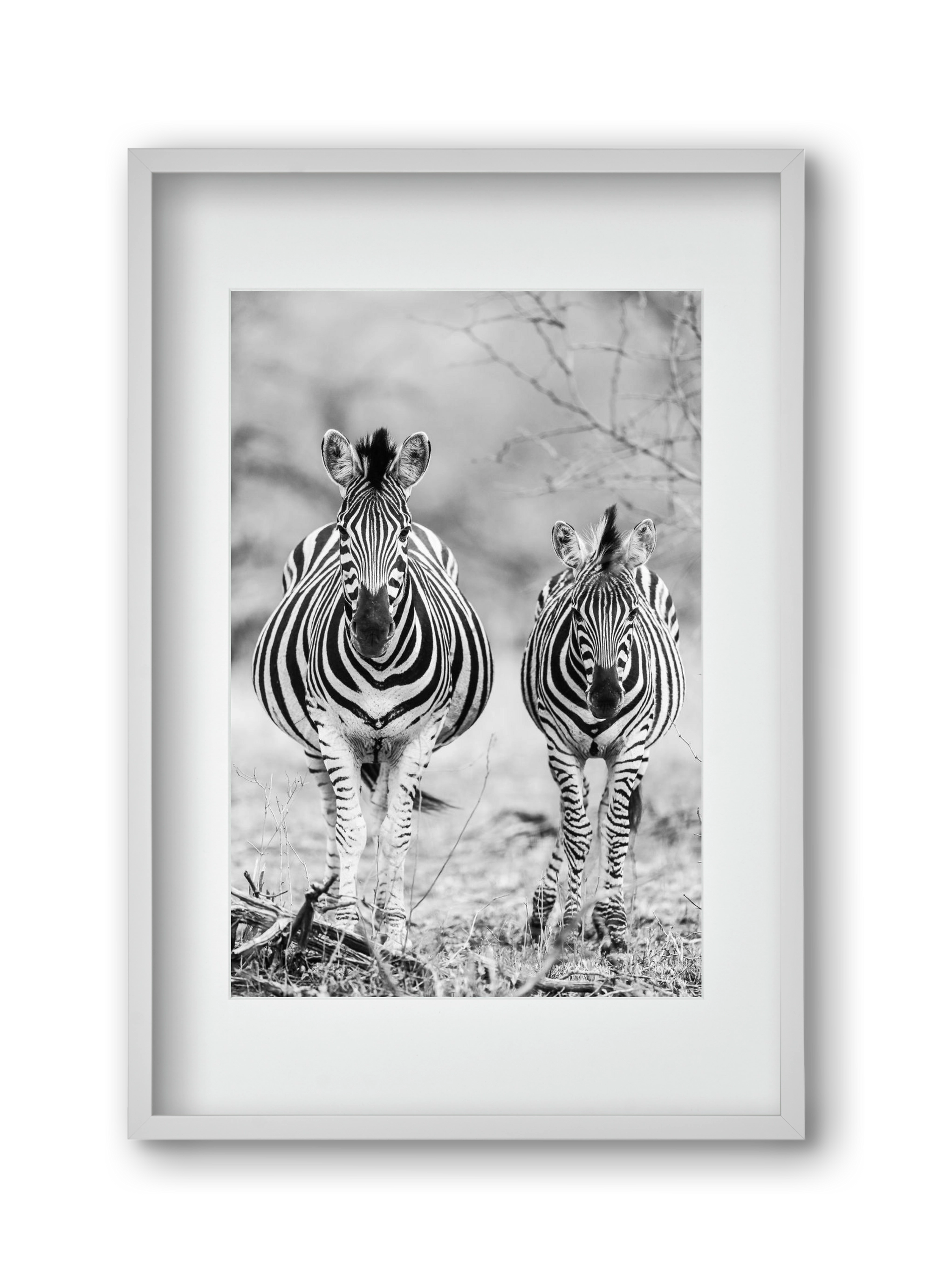 Striped horse, 30x45 cm (20x30 cm), Fehér keret, paszpartuval