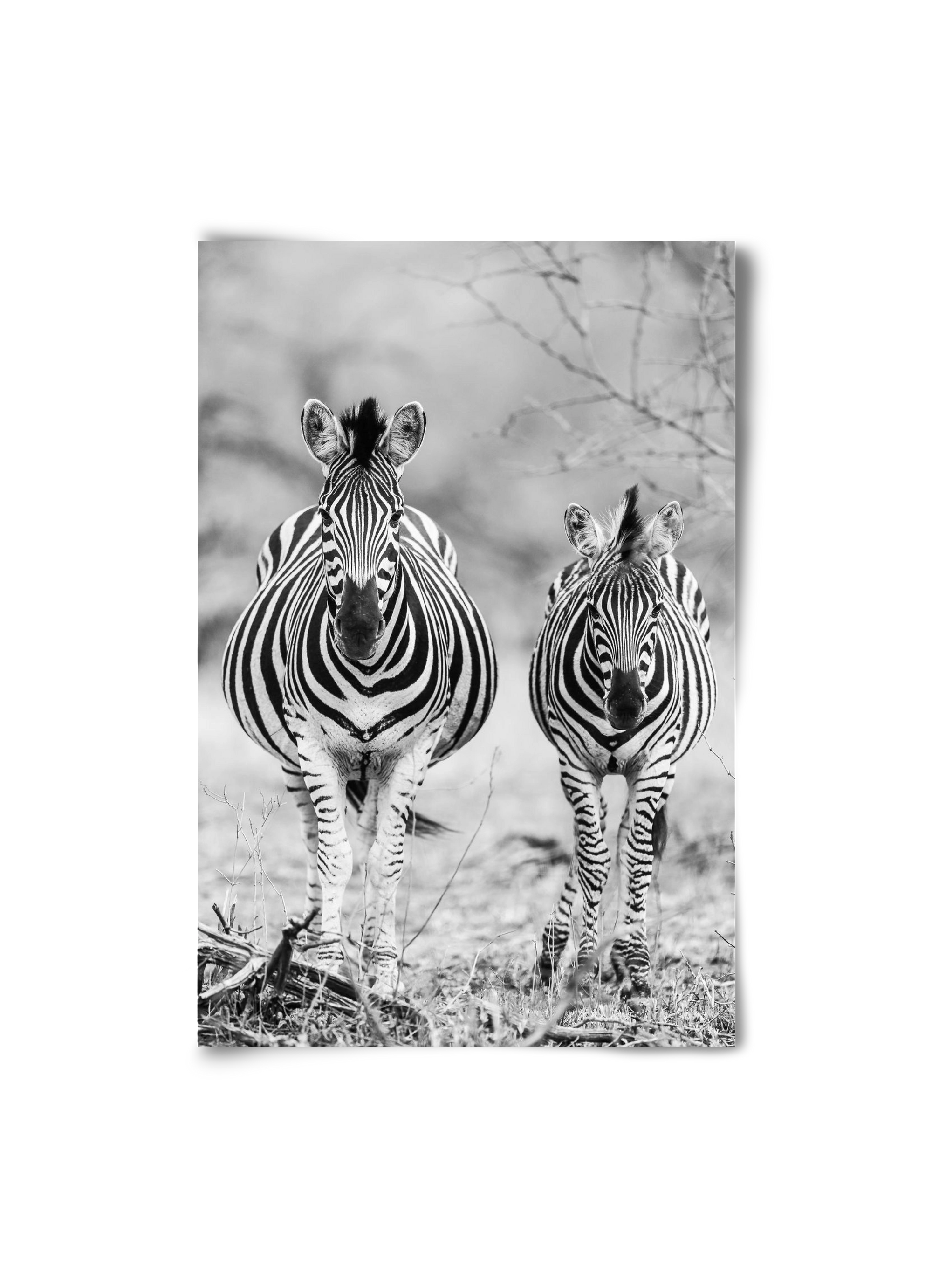 Striped horse, 20x30 cm, Keret nélkül