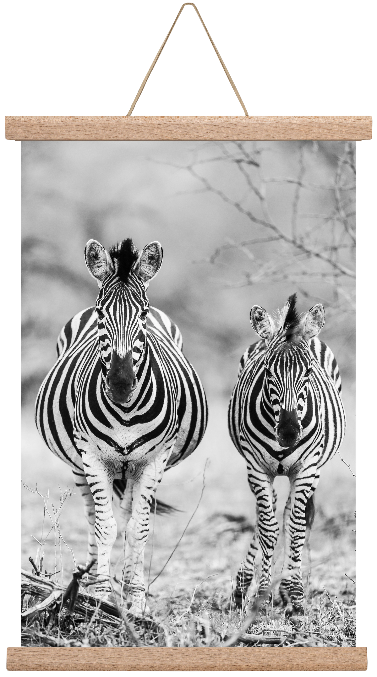 Striped horse, 30x45 cm (30x45 cm), Tölgy akasztó