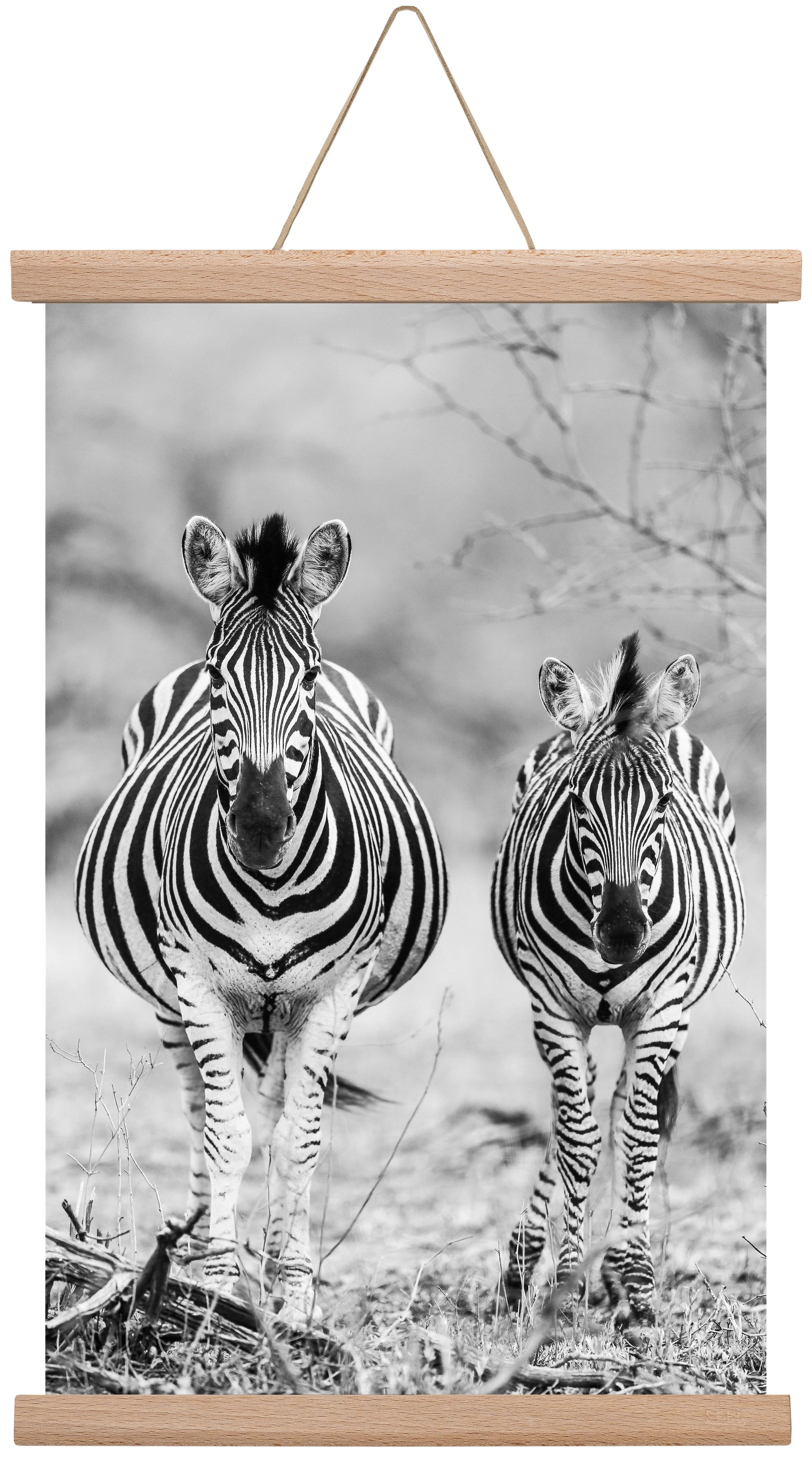 Striped horse, 30x45 cm (30x45 cm), Tölgy akasztó