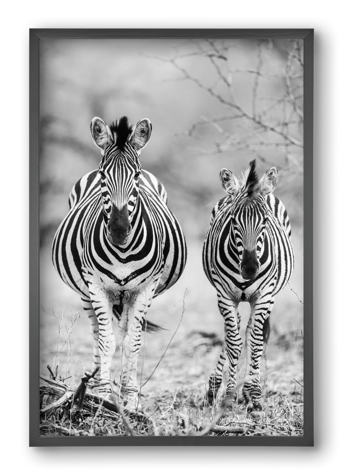 Striped horse, 40x60 cm (40x60 cm), Fekete keret