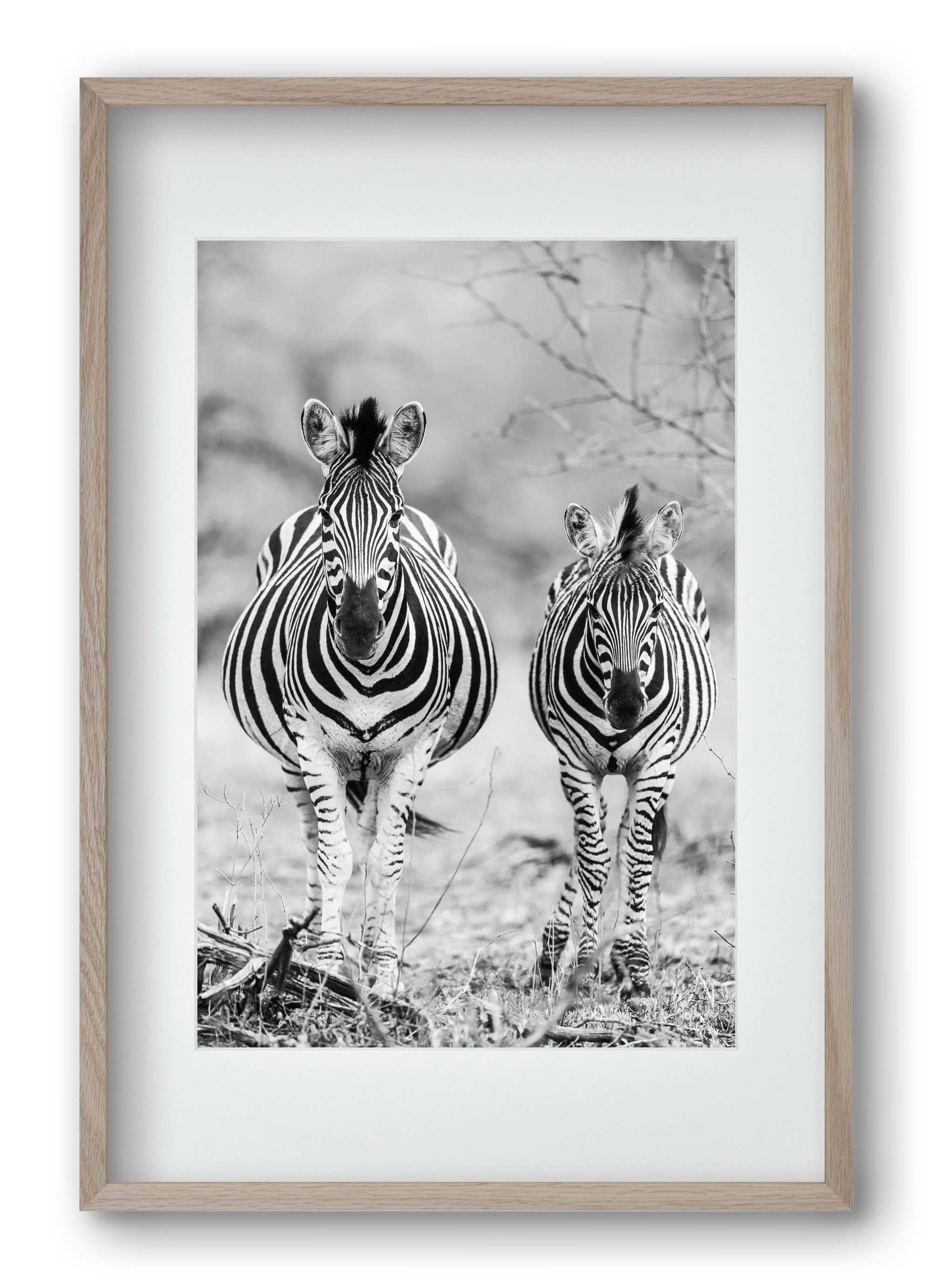 Striped horse, 40x60 cm (30x45 cm), Tölgy keret, paszpartuval