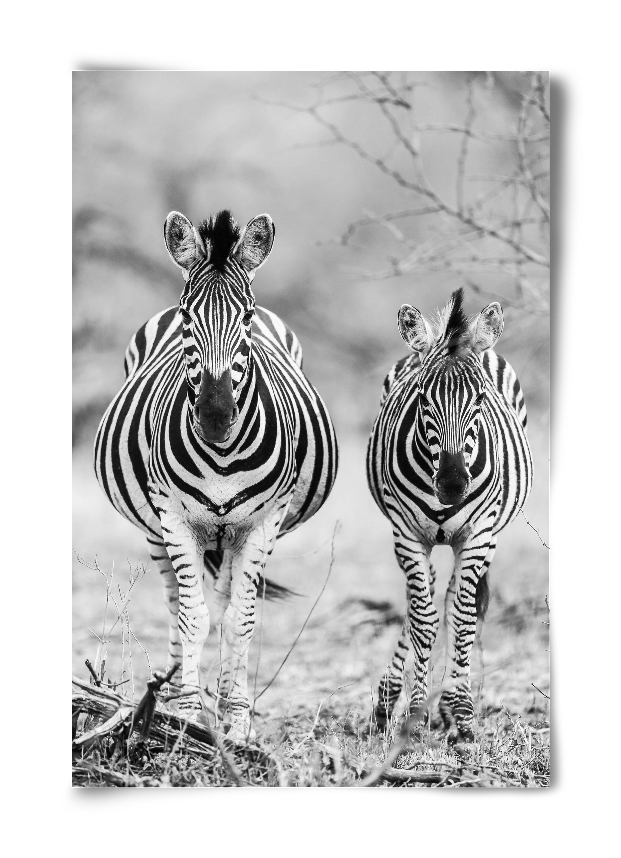 Striped horse, 40x60 cm, Keret nélkül