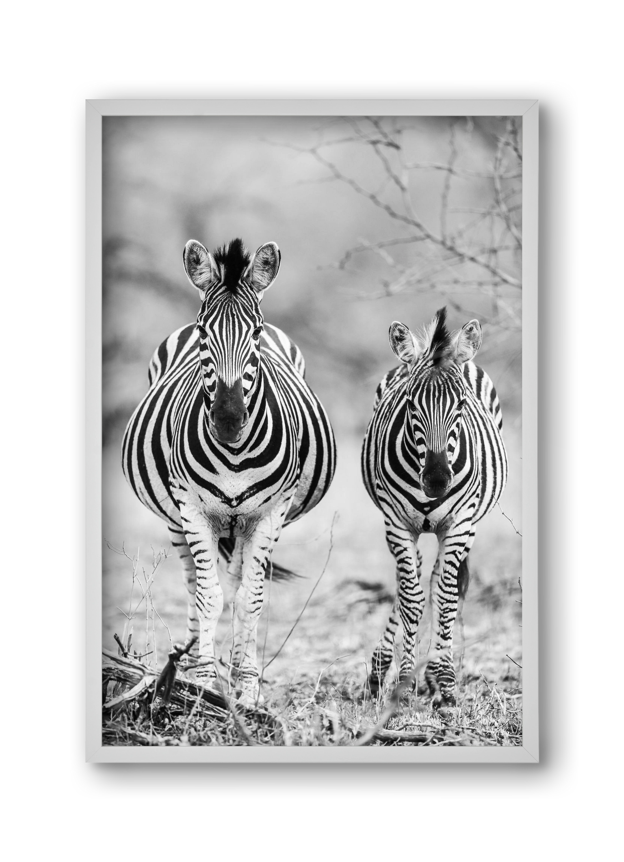 Striped horse, 30x45 cm (30x45 cm), Fehér keret