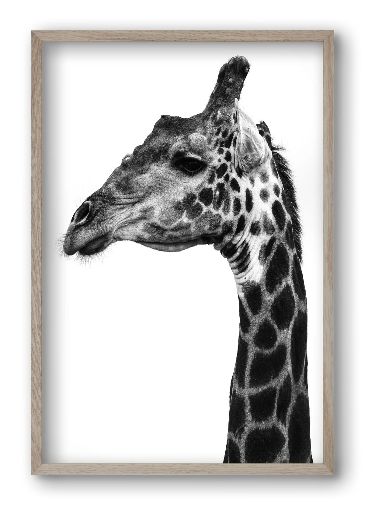 Super safari, 40x60 cm (40x60 cm), Tölgy keret