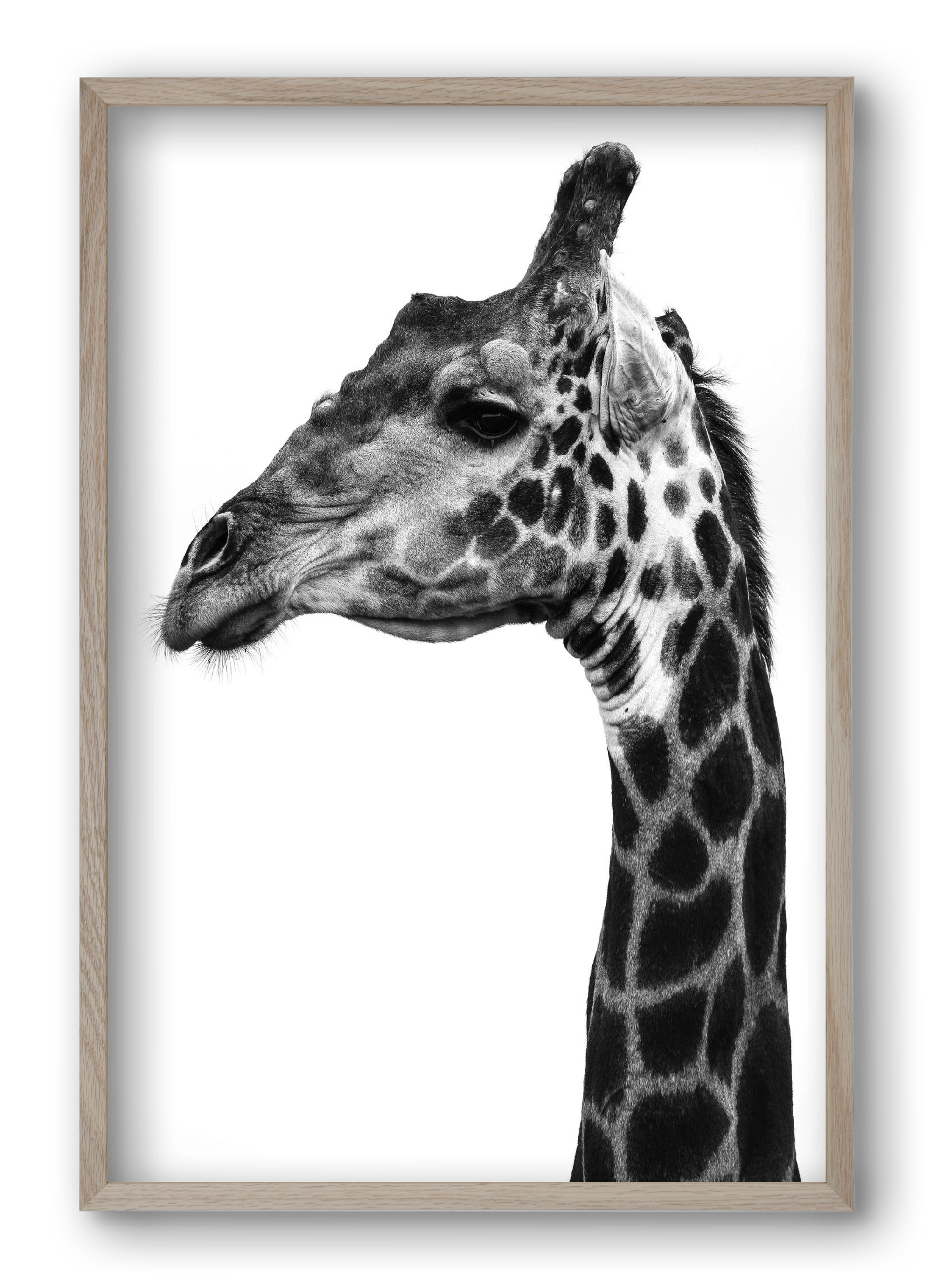 Super safari, 40x60 cm (40x60 cm), Tölgy keret