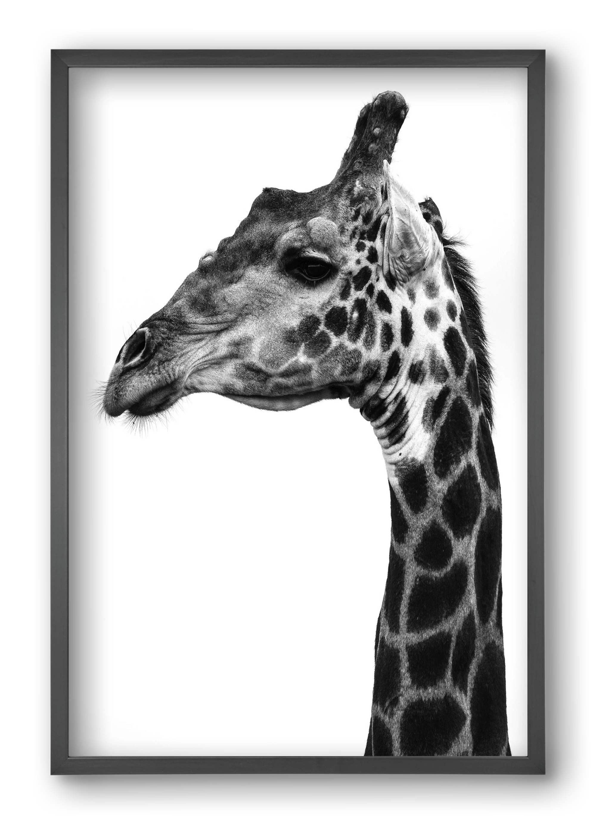 Super safari, 40x60 cm (40x60 cm), Fekete keret