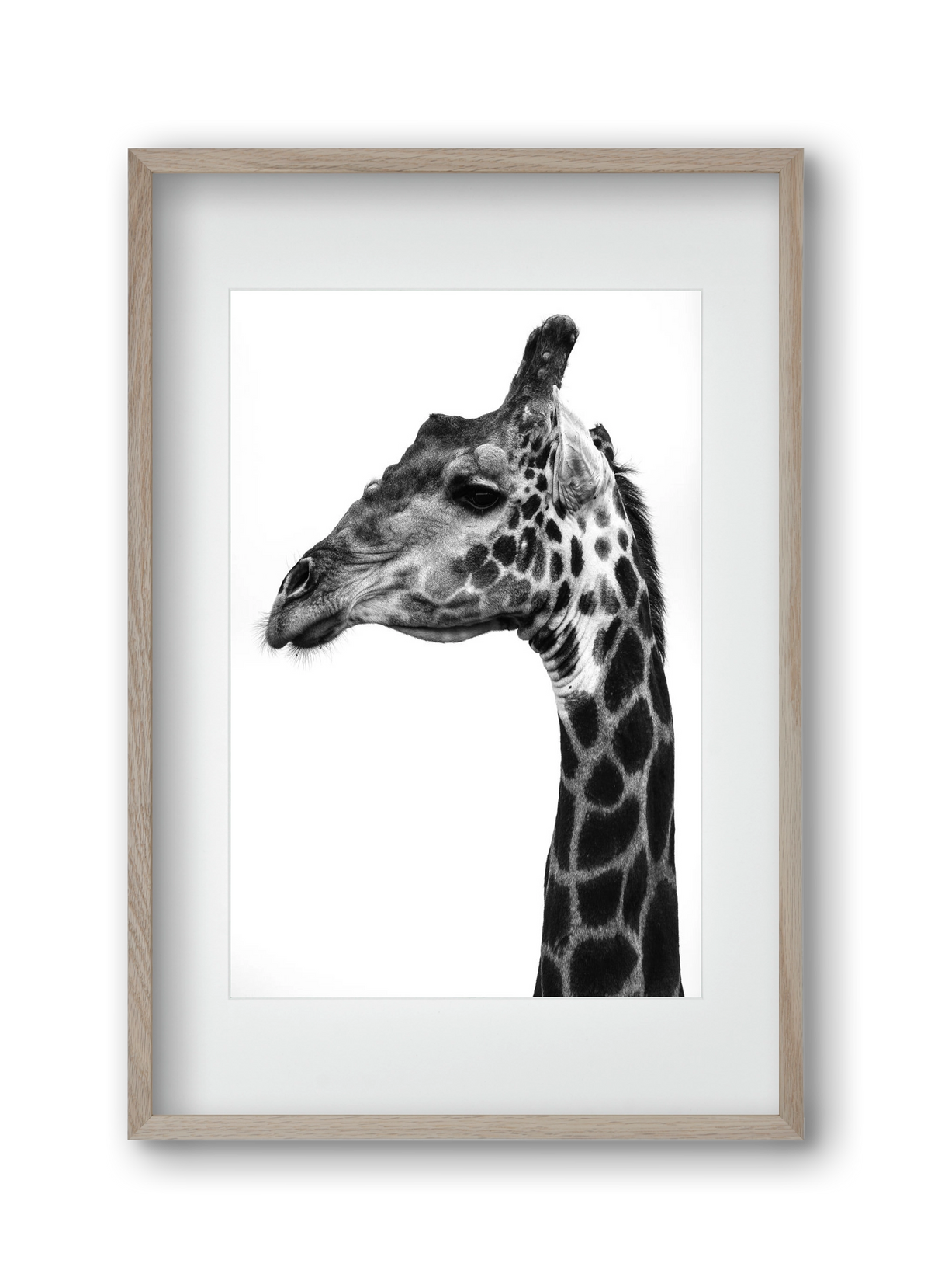 Super safari, 30x45 cm (20x30 cm), Tölgy keret, paszpartuval