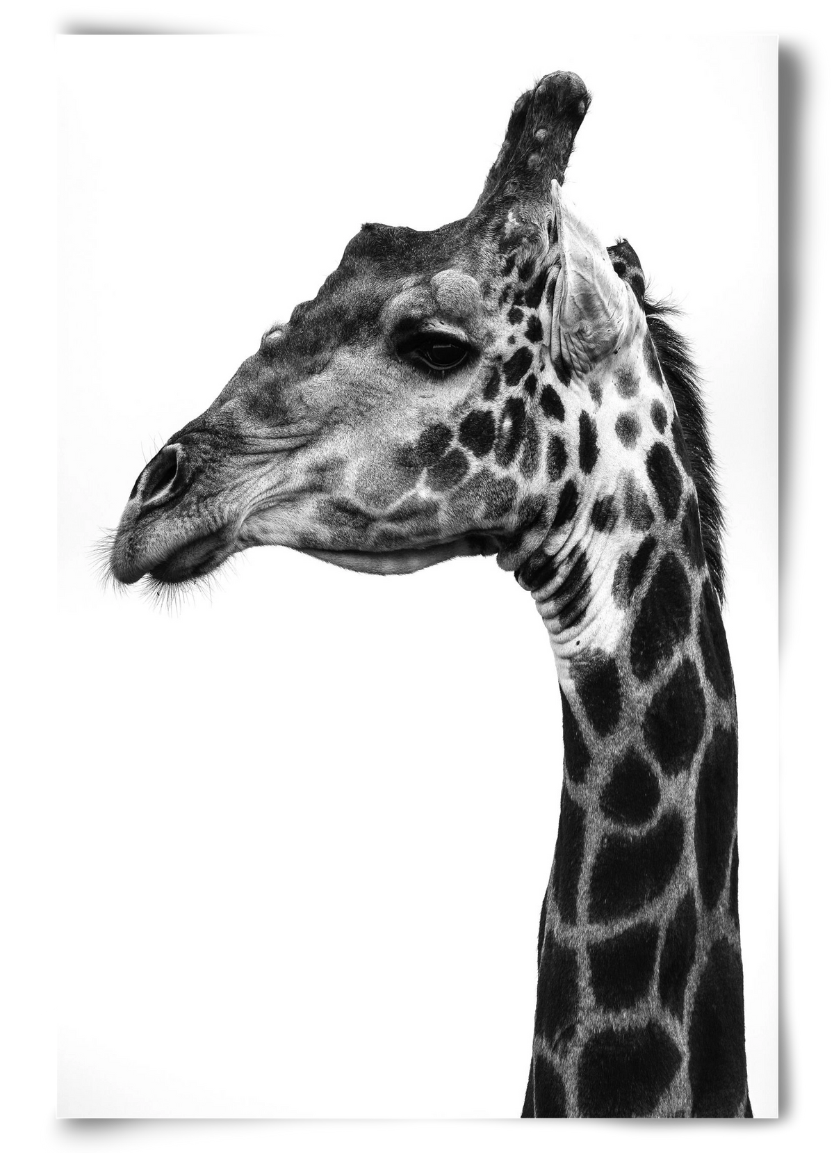 Super safari, 60x90 cm, Keret nélkül