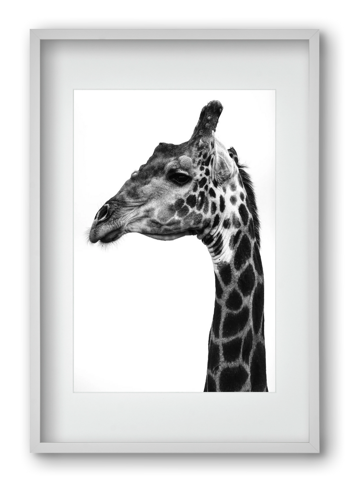 Super safari, 40x60 cm (30x45 cm), Fehér keret, paszpartuval