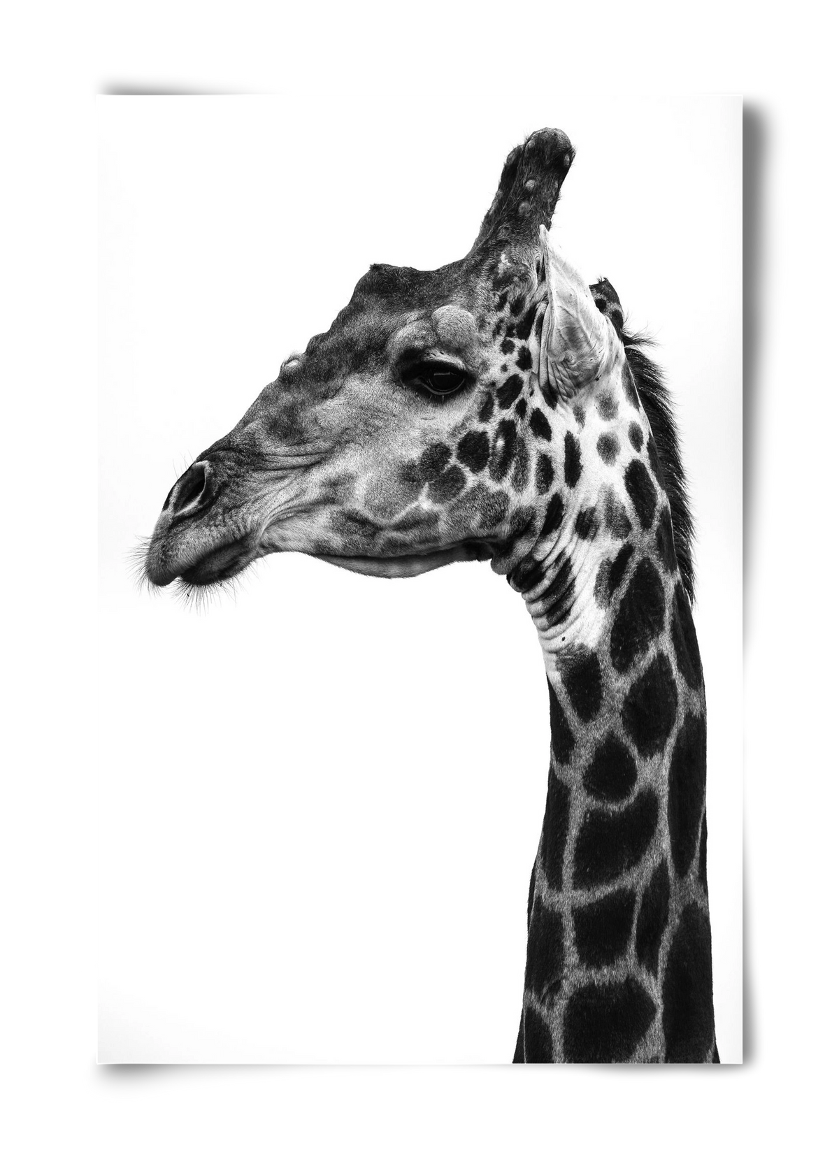 Super safari, 40x60 cm, Keret nélkül