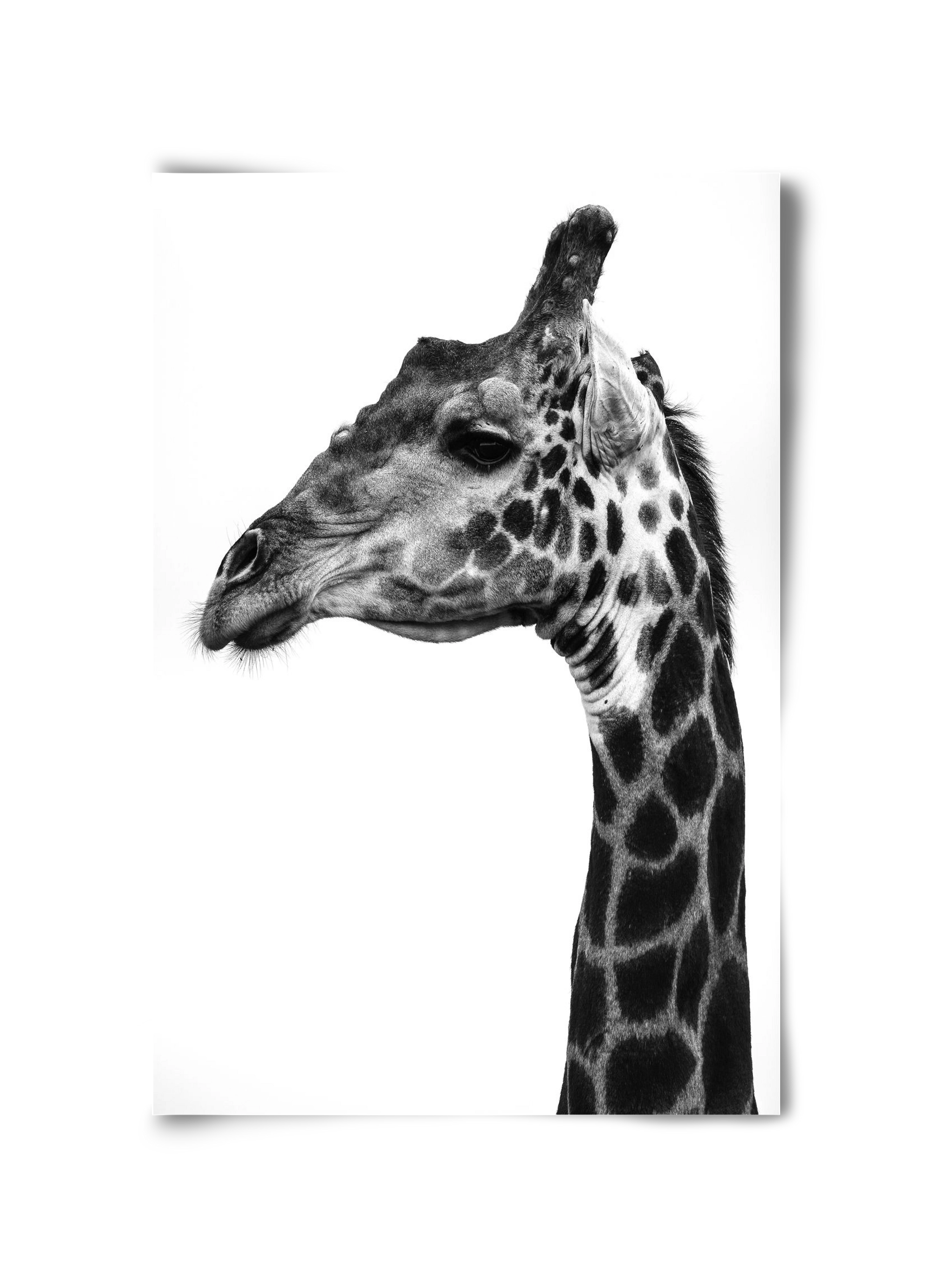 Super safari, 30x45 cm, Keret nélkül