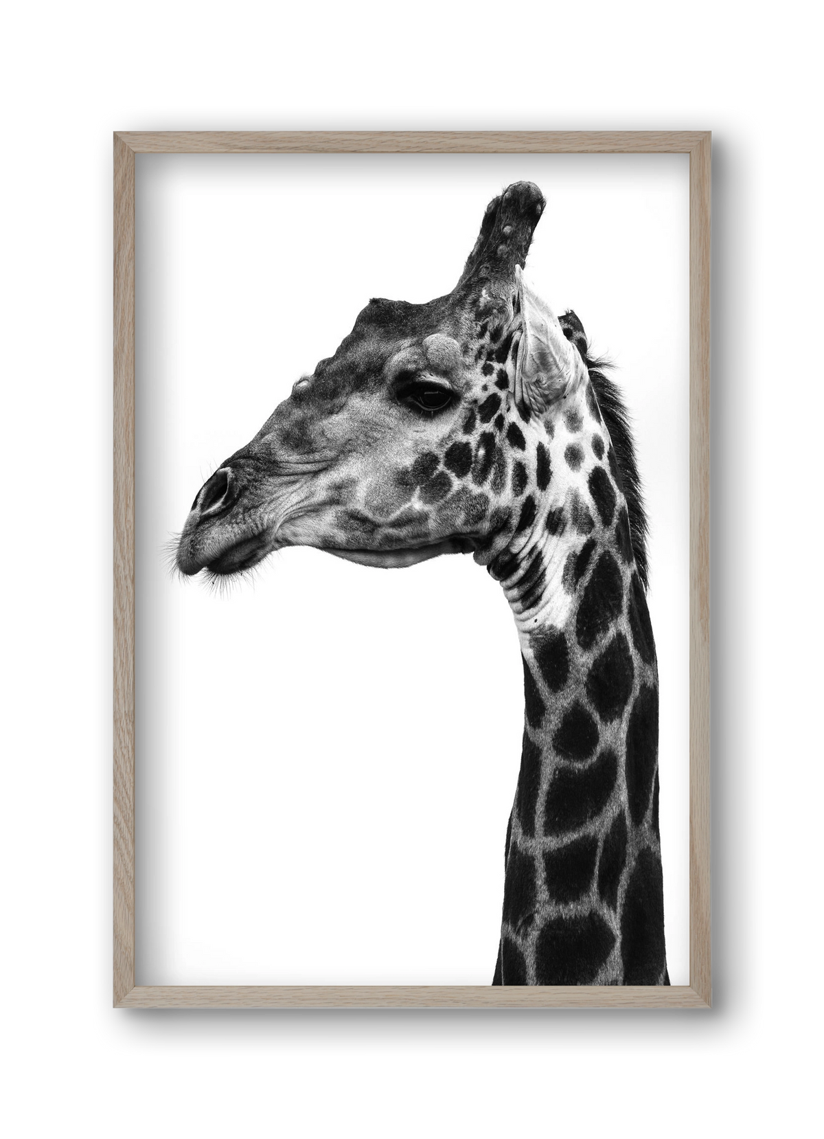 Super safari, 30x45 cm (30x45 cm), Tölgy keret