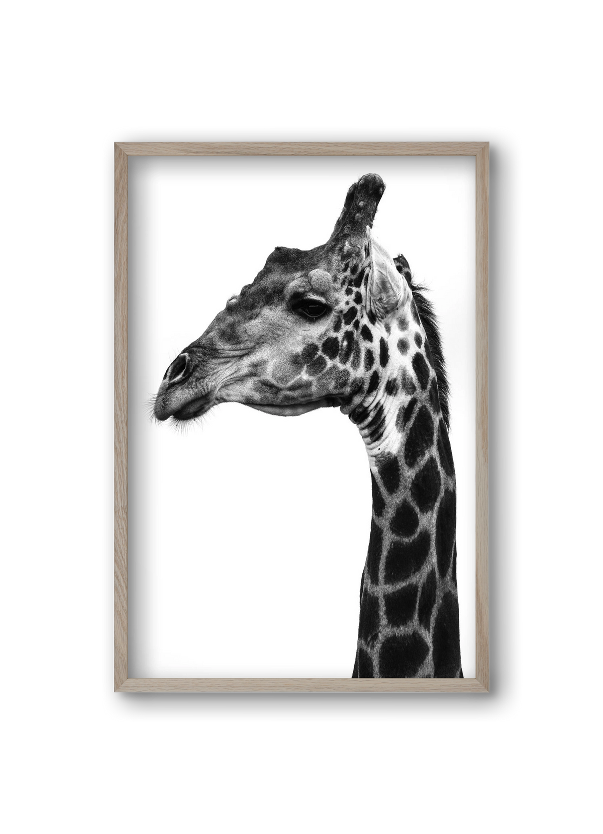 Super safari, 20x30 cm (20x30 cm), Tölgy keret