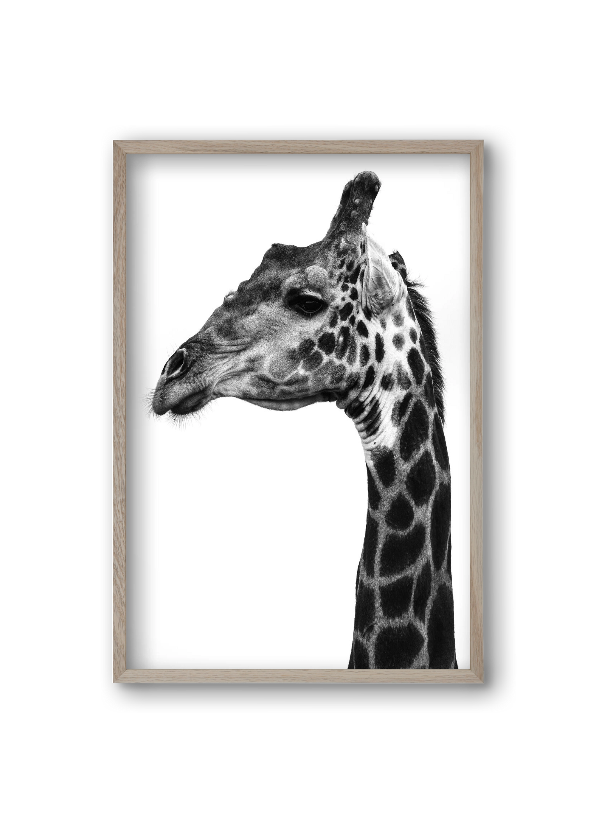 Super safari, 20x30 cm (20x30 cm), Tölgy keret