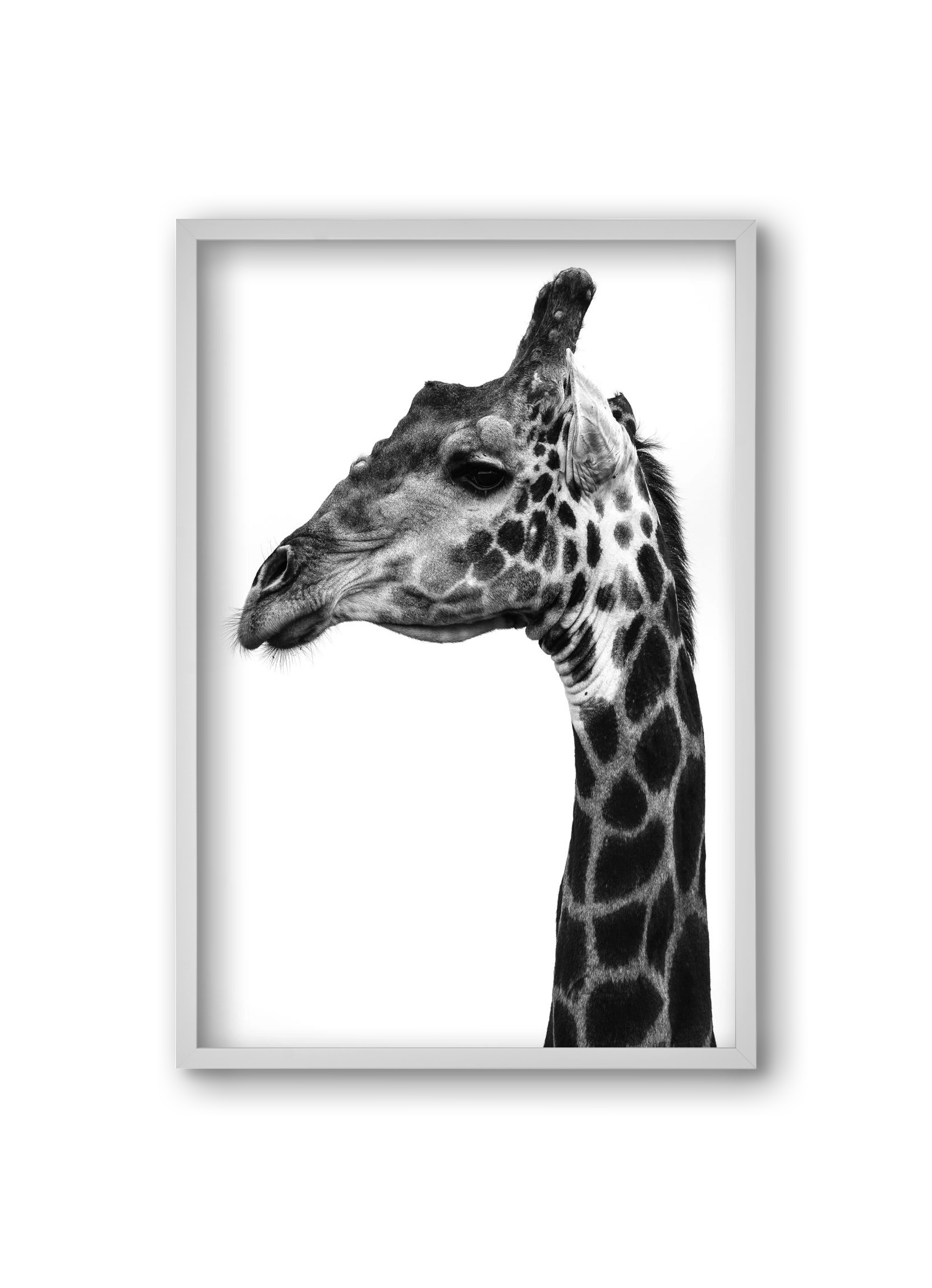 Super safari, 20x30 cm (20x30 cm), Fehér keret