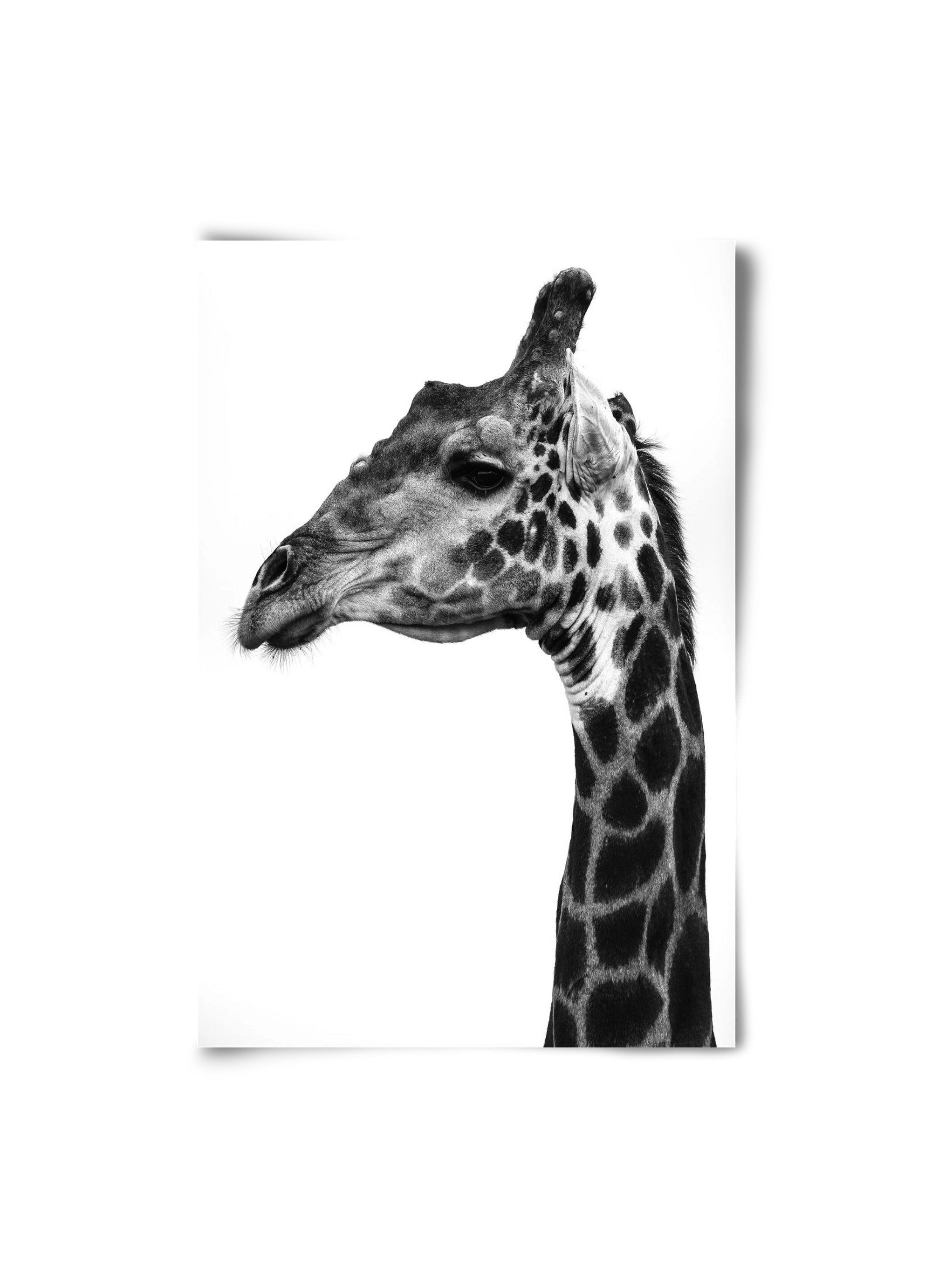 Super safari, 20x30 cm, Keret nélkül